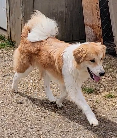 Marley (1).png