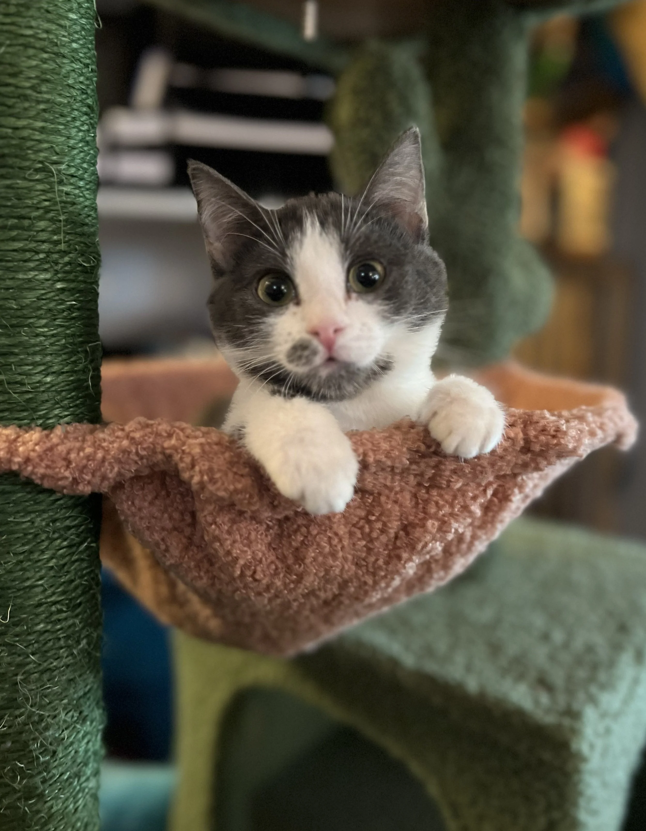 Muffin (4).jpg