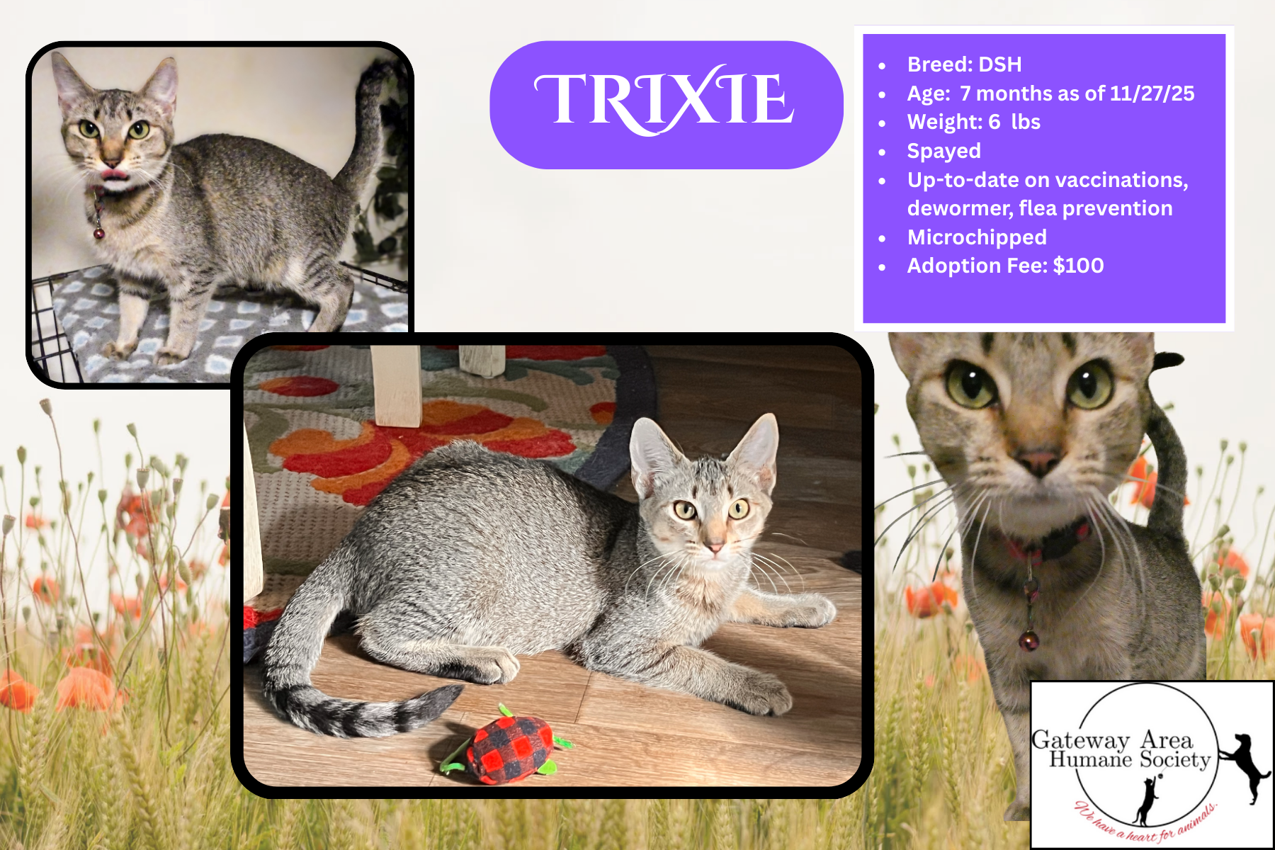 Trixie.png