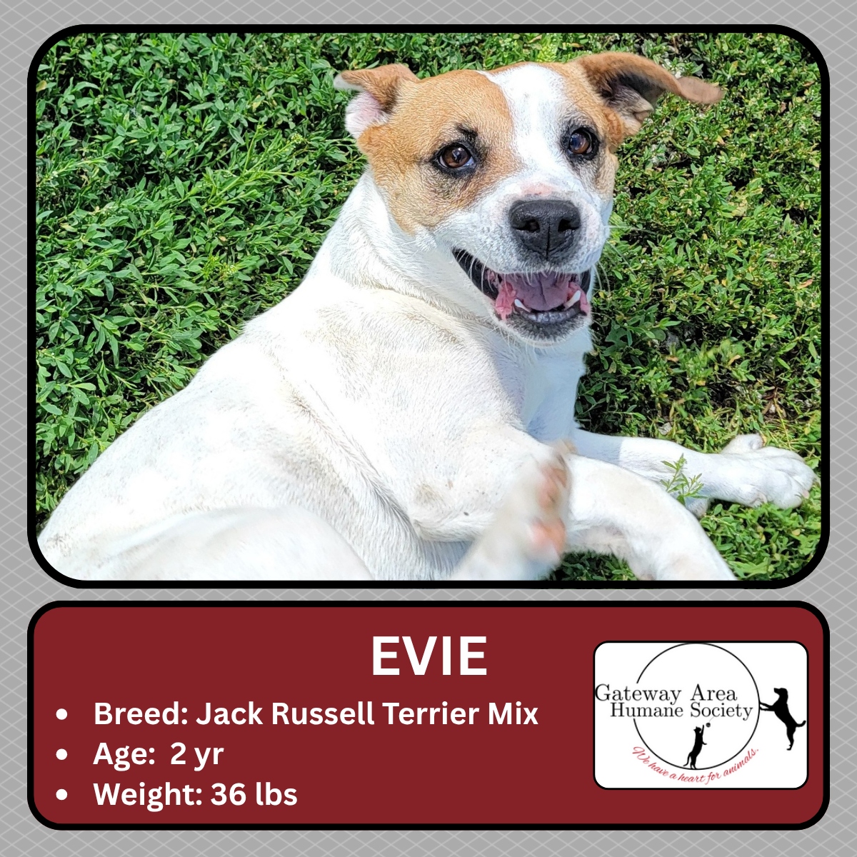 Evie (2).png