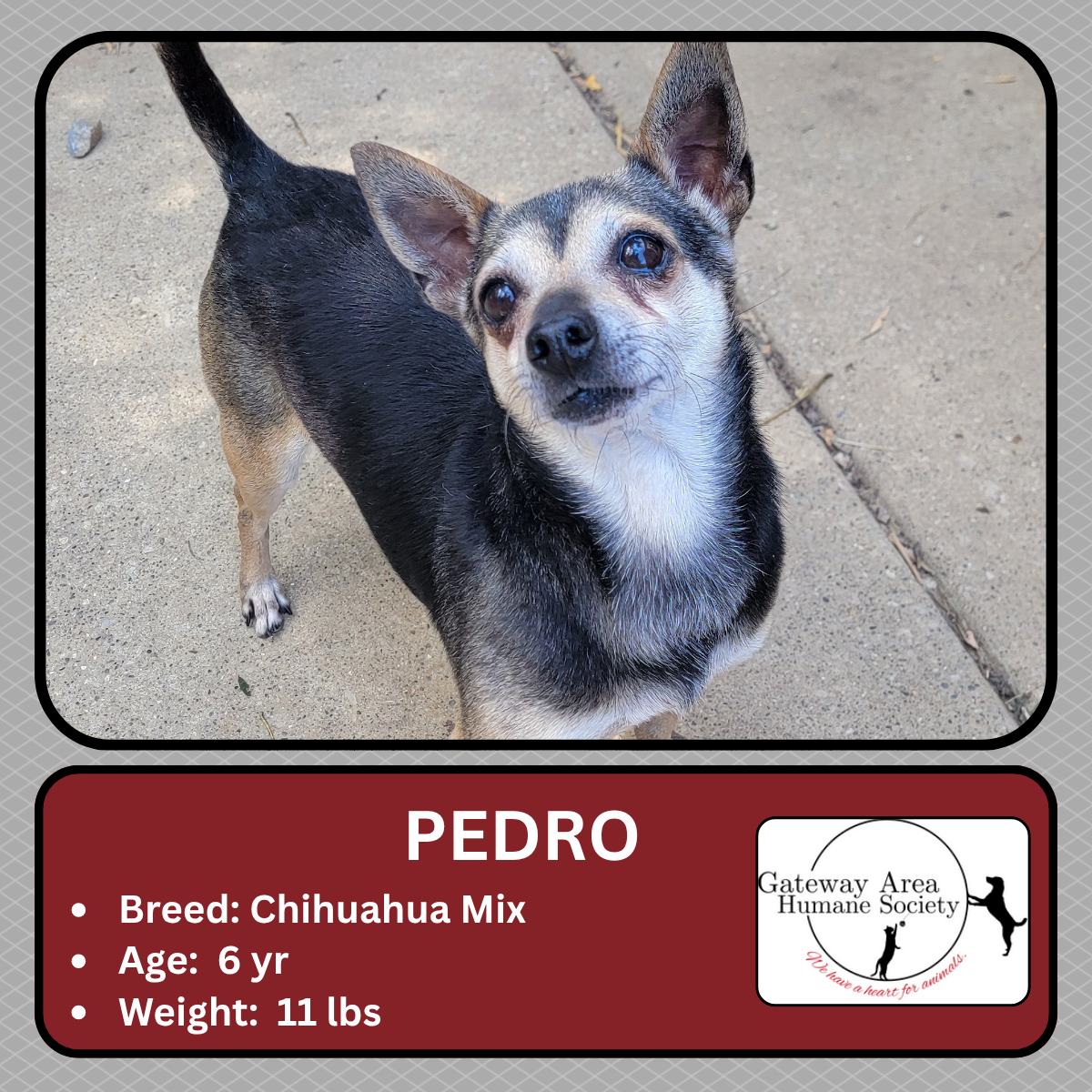 Pedro.png