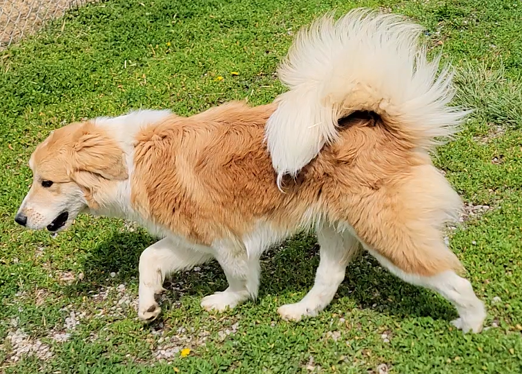 Marley (2).png