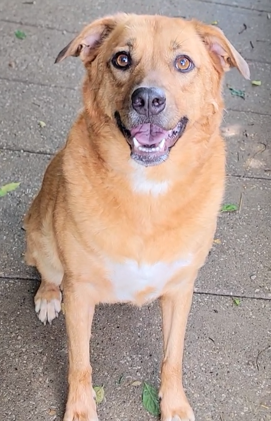 Brandy (4).png