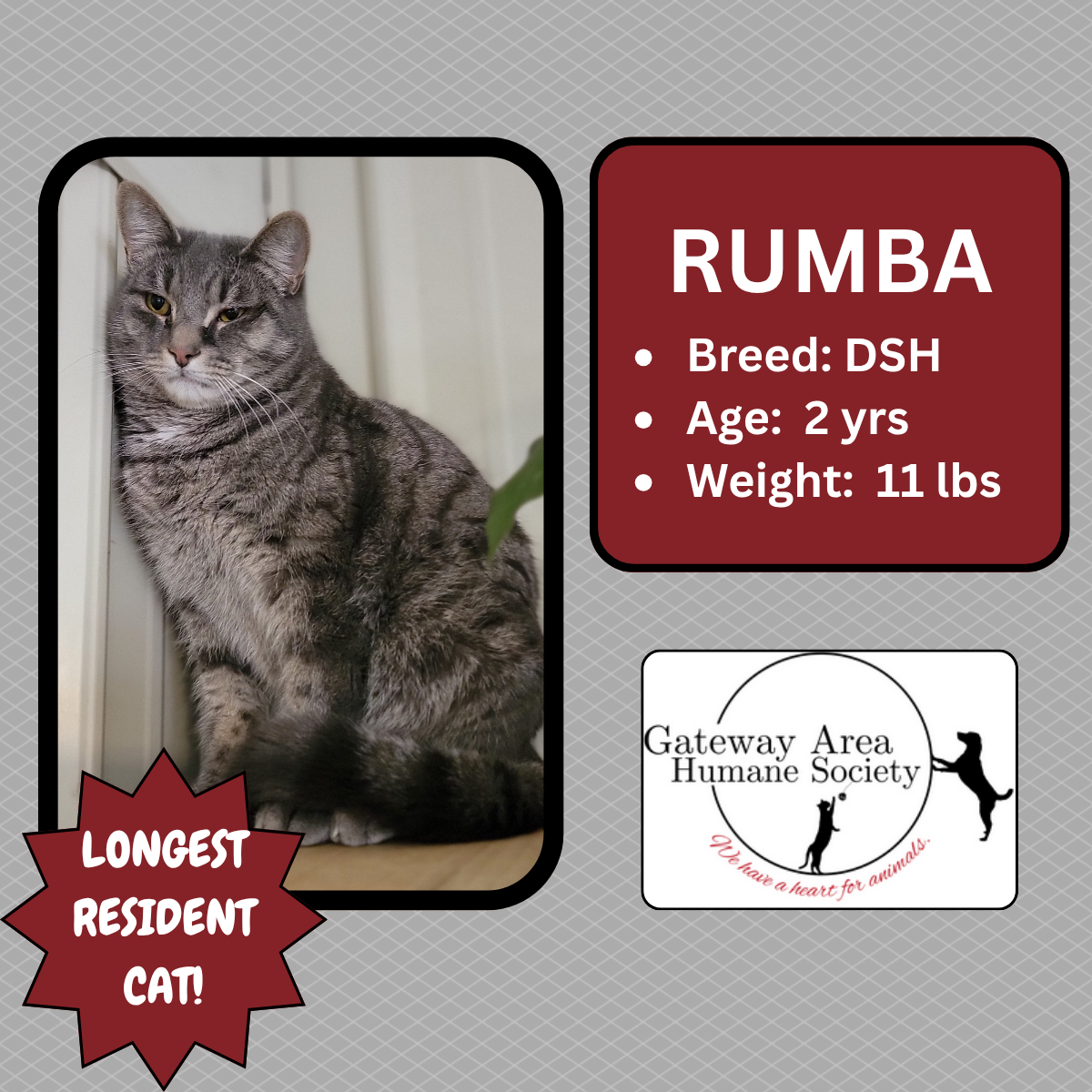Rumba-new.png