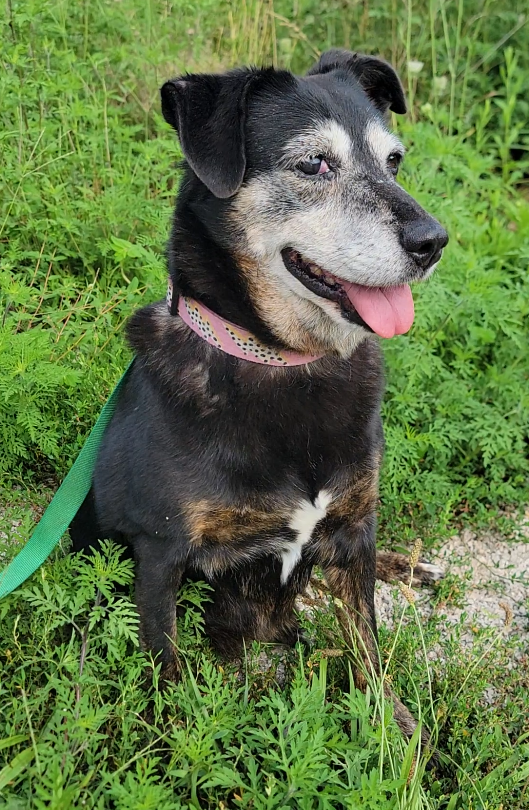 janis new (6).png