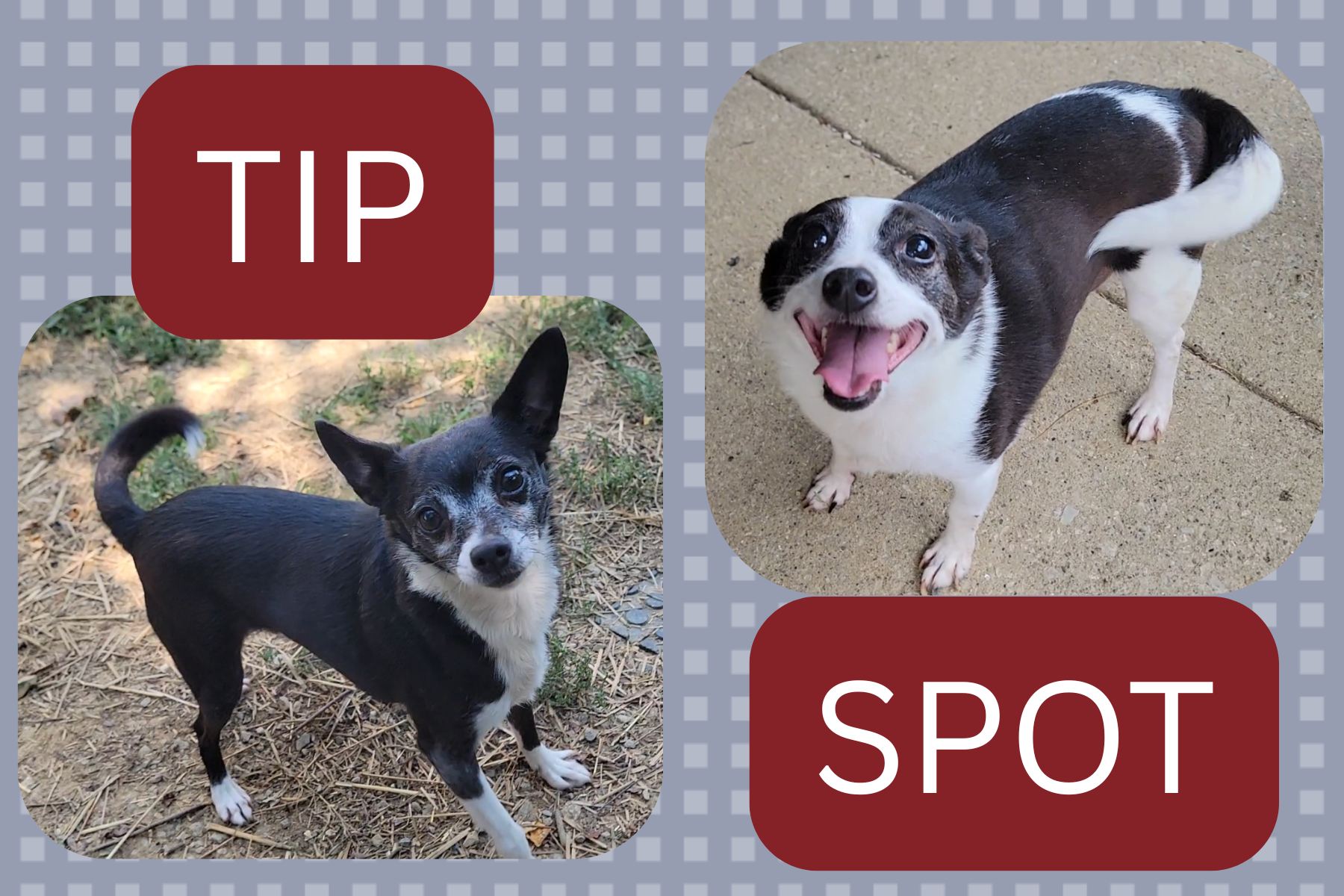 SPOT-TIP.png