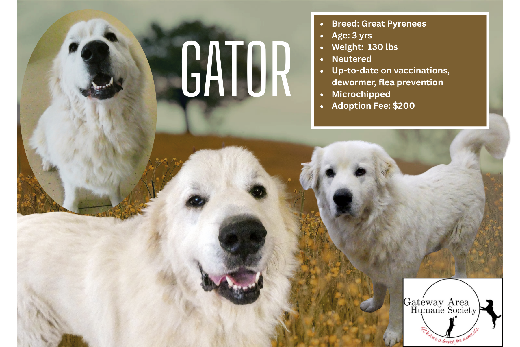 GATOR (6 x 4 in).png