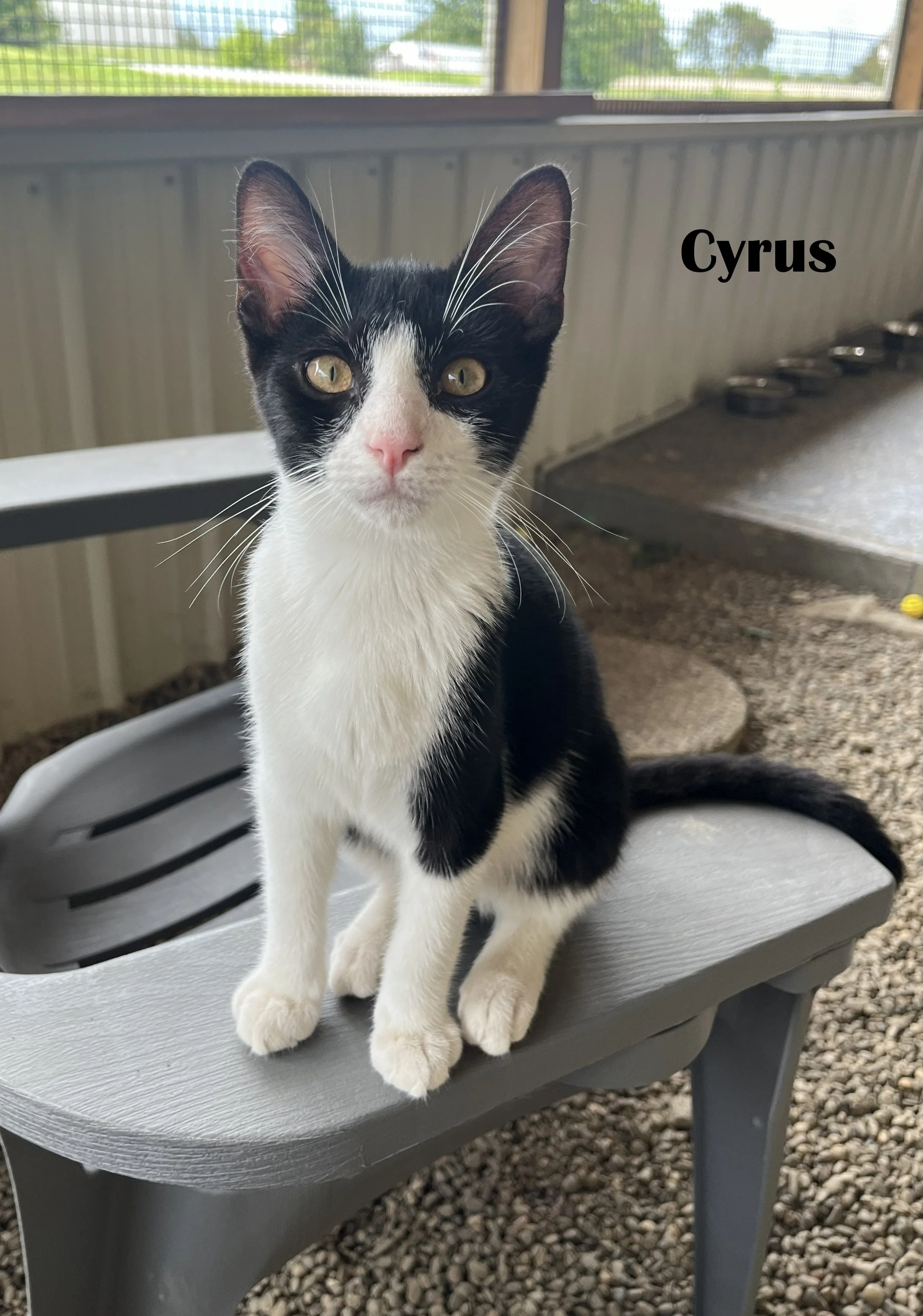 Cyrus (4).jpg