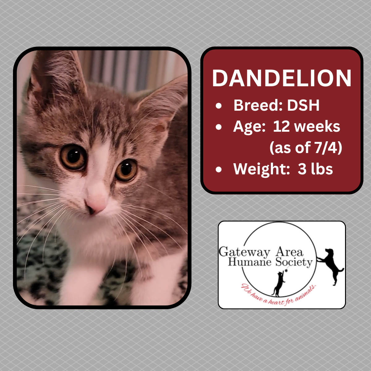 Dandelion (1).png