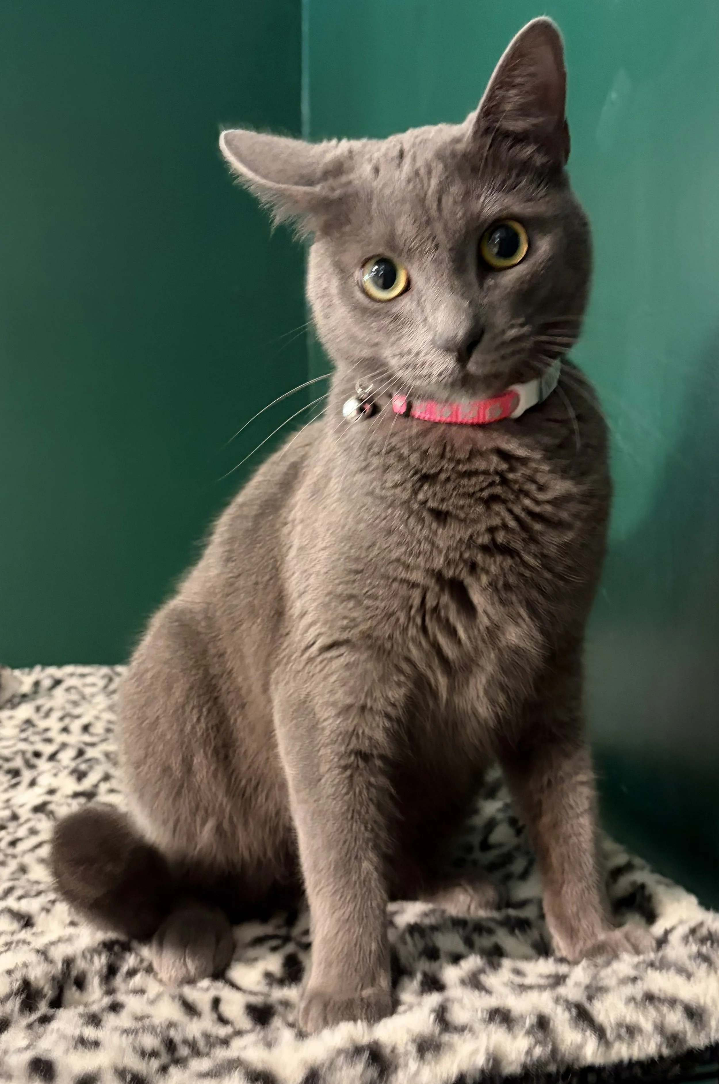 Misha (2).jpg