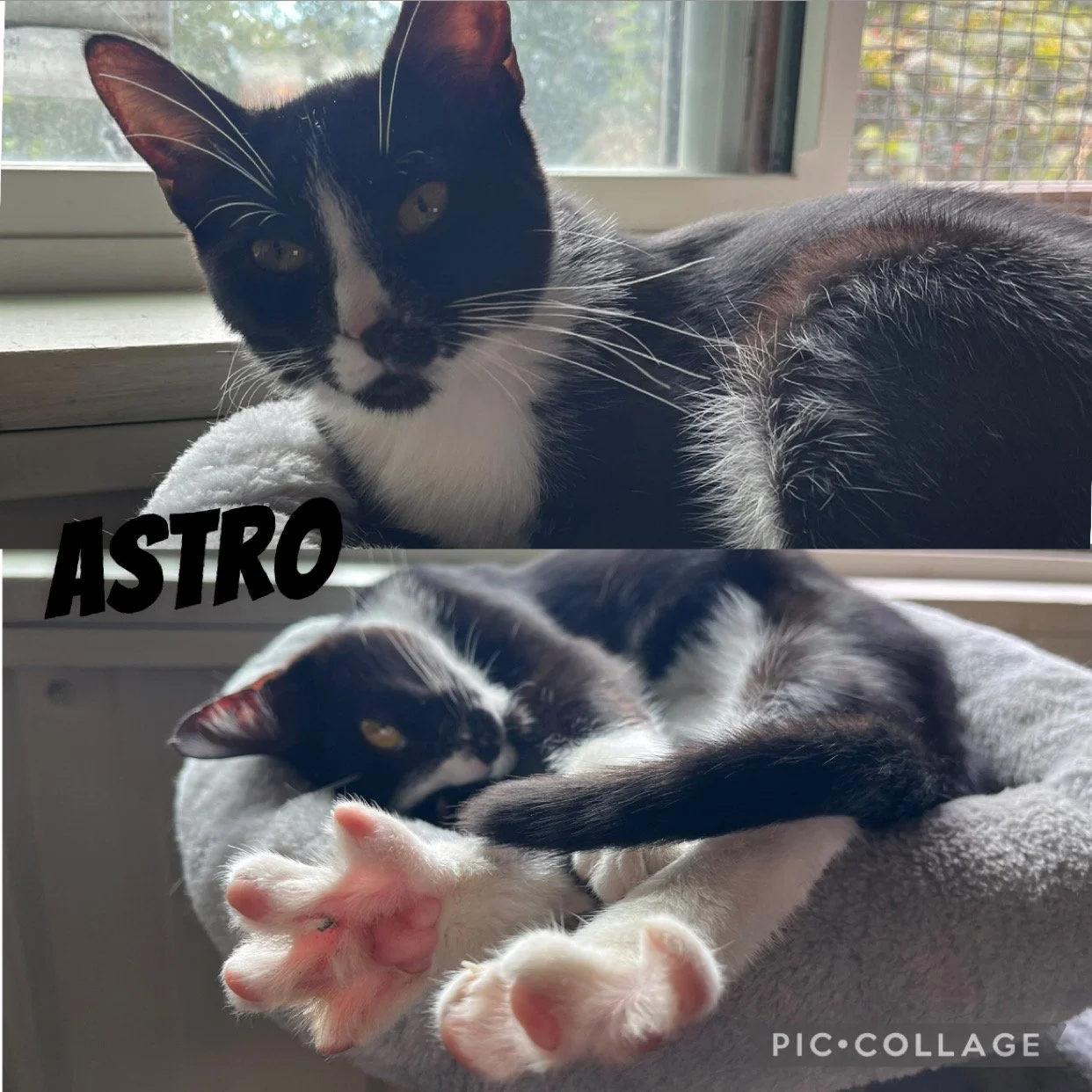 Astro (1).jpg