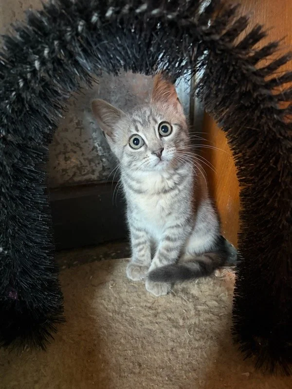 Poppy (2).jpg