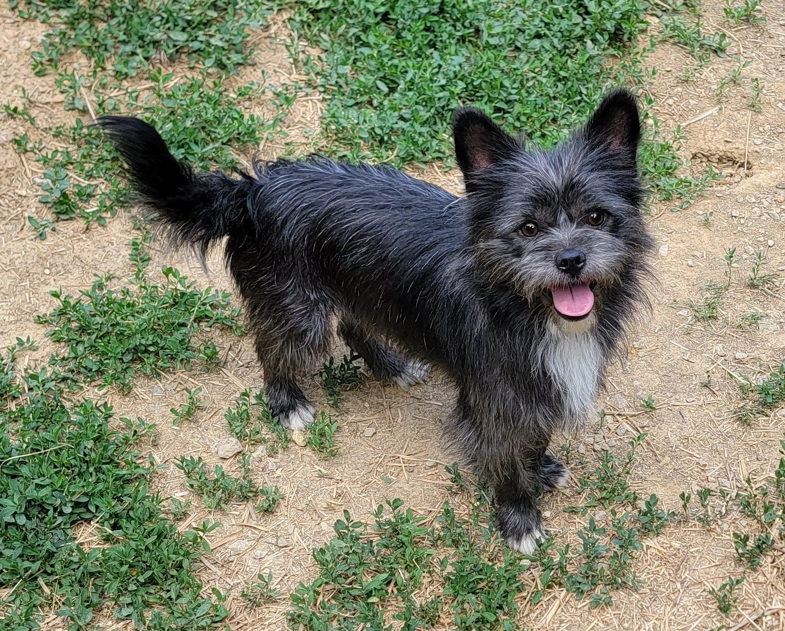 Duke (3).jpg