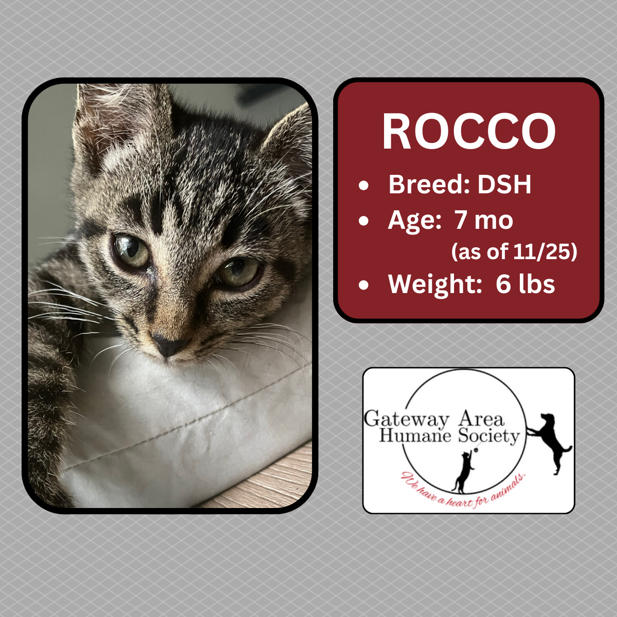 Rocco-new.png