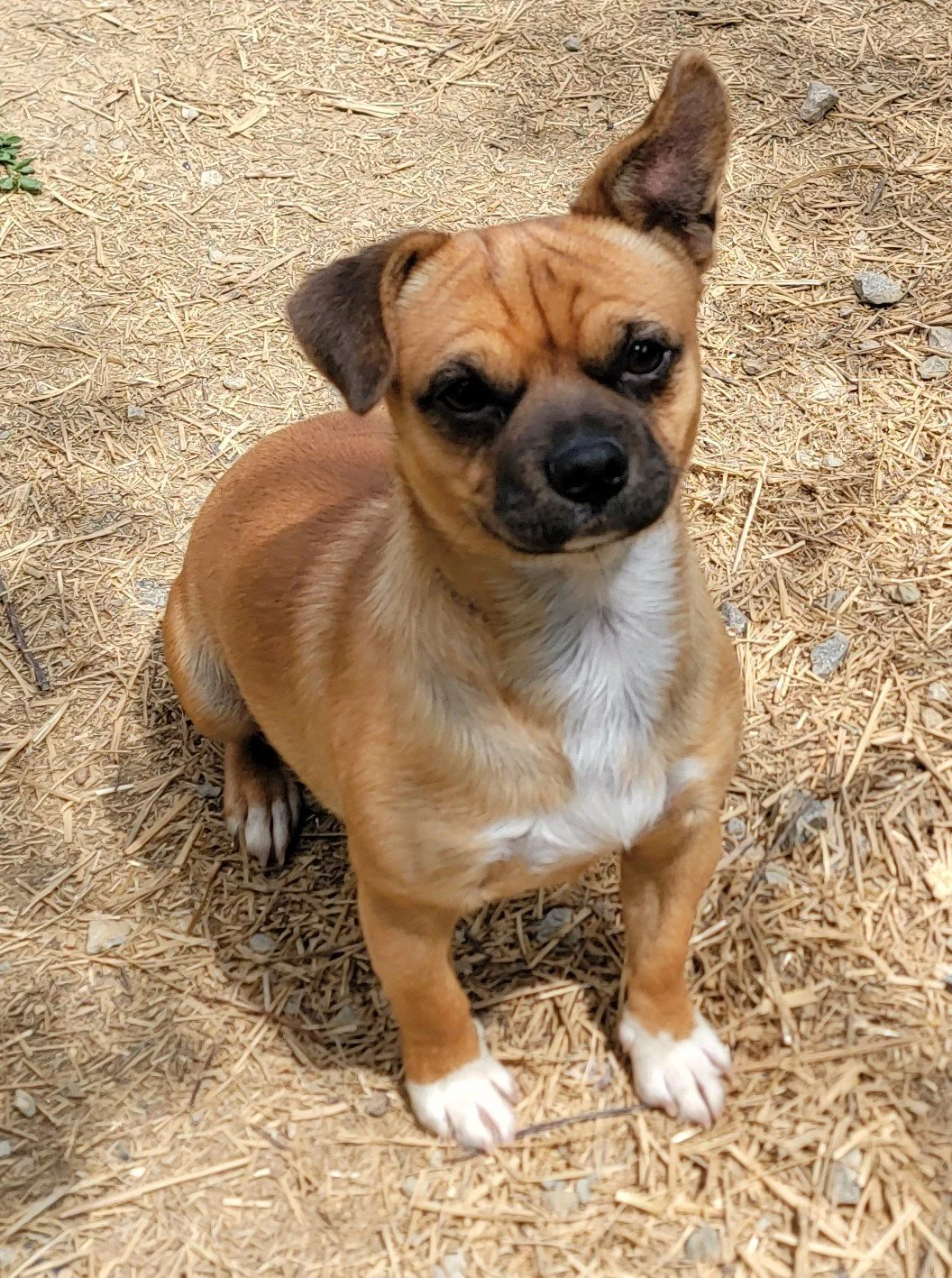 Paco (1).jpg