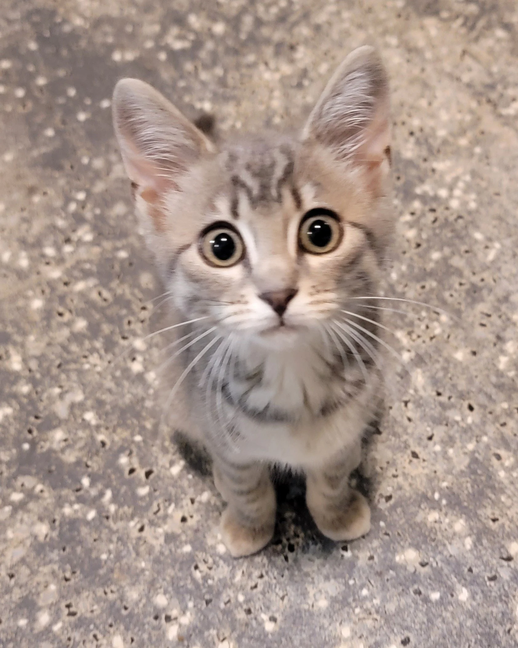 Poppy (1).jpg