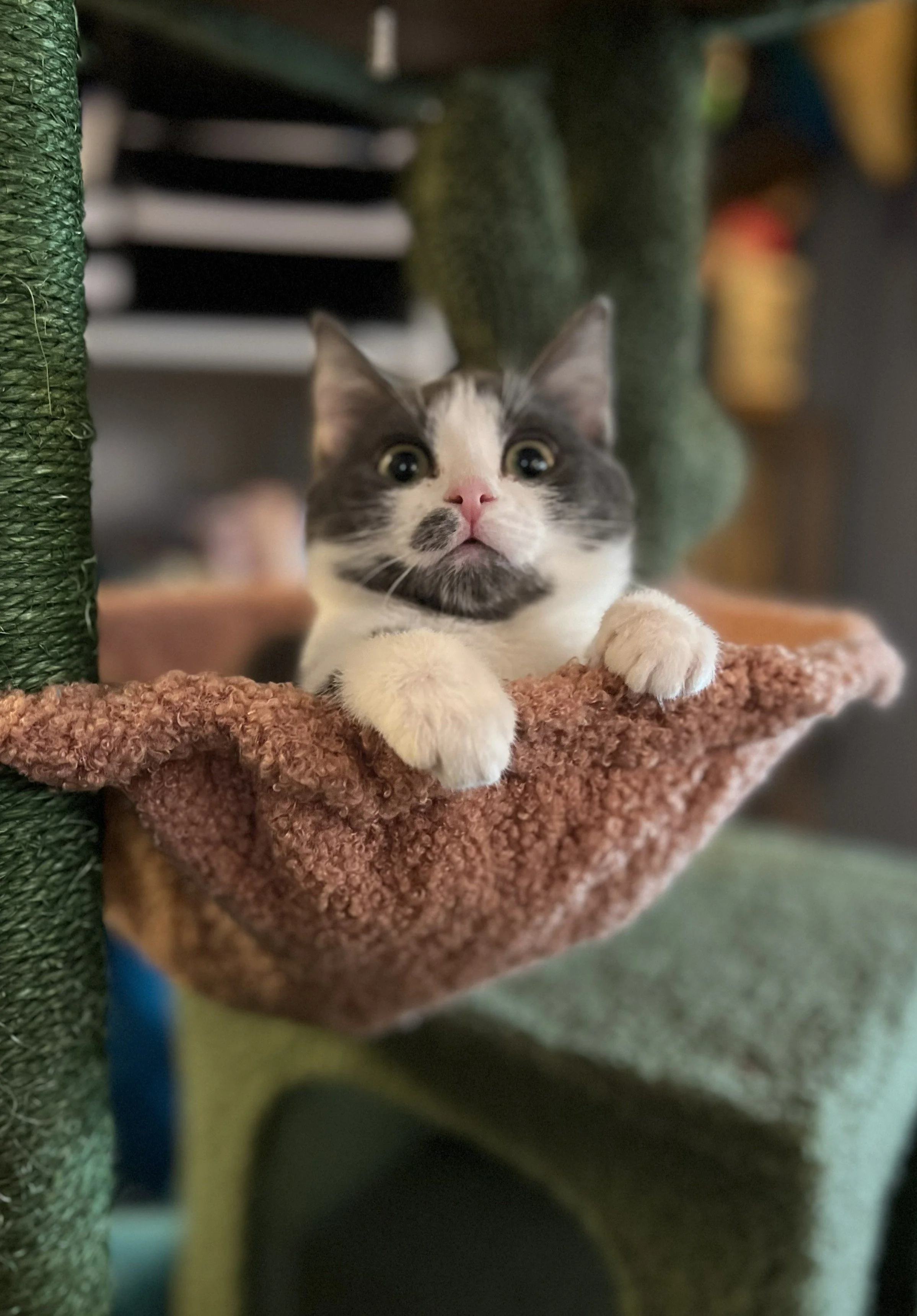 Muffin (3).jpg