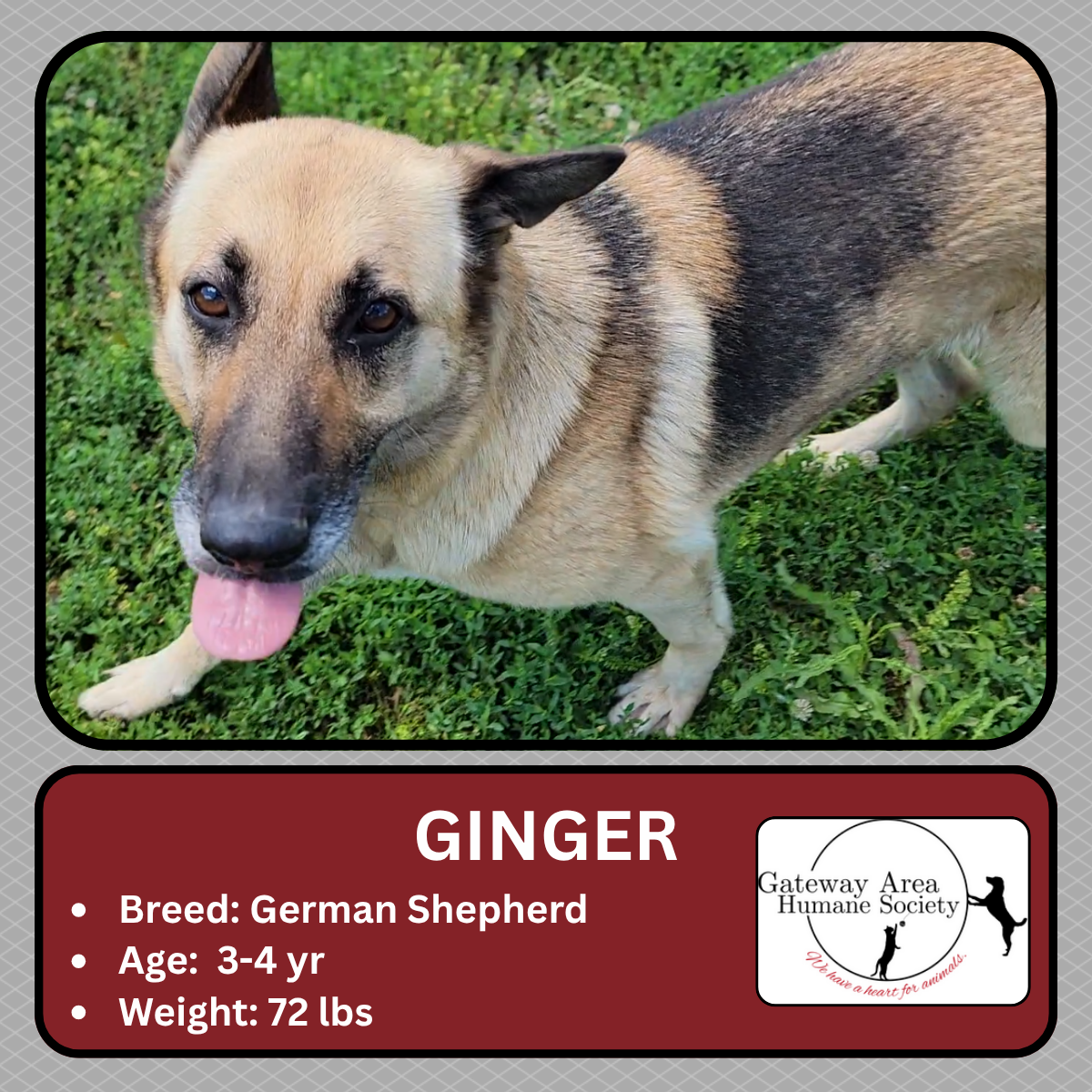 Ginger.png