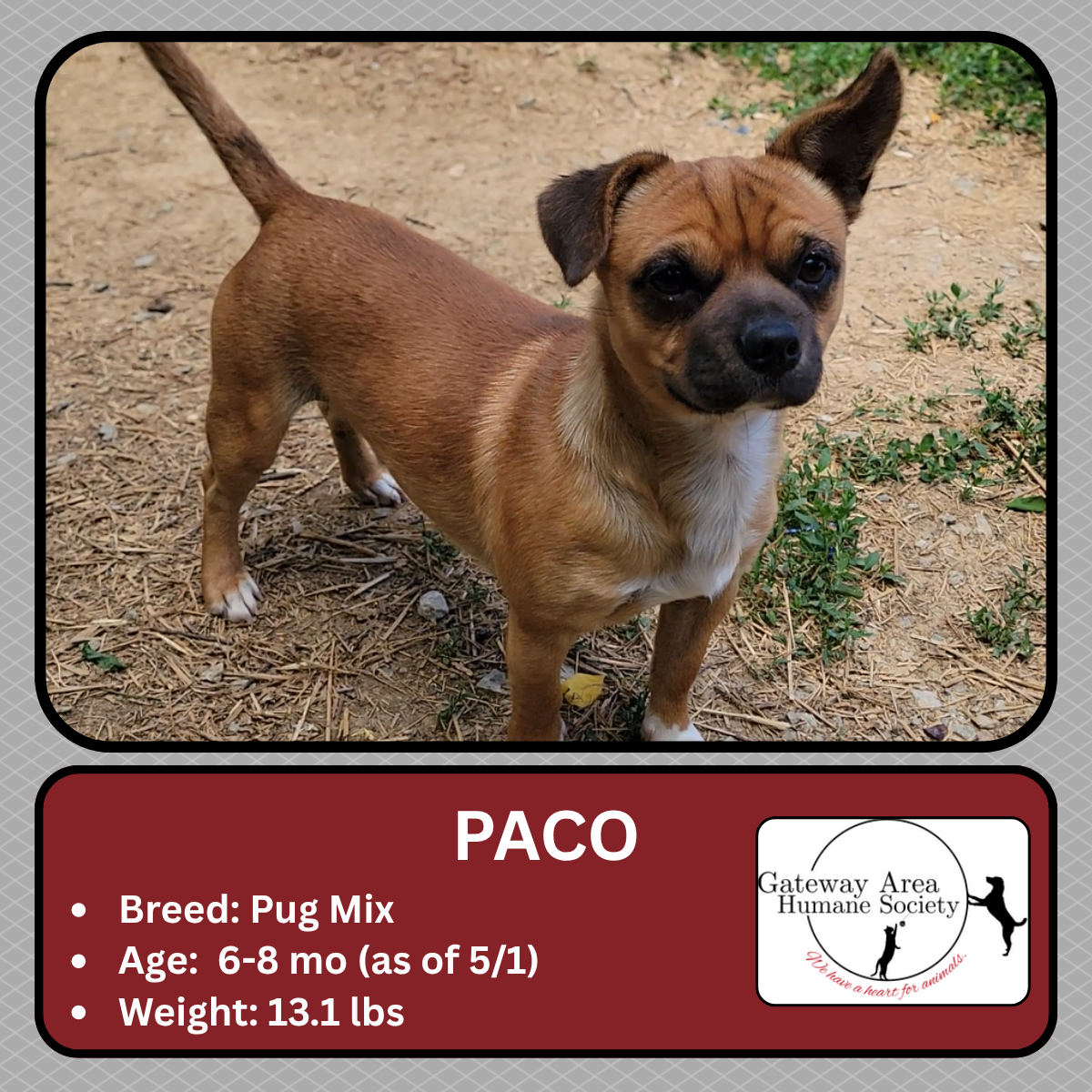 Paco.png