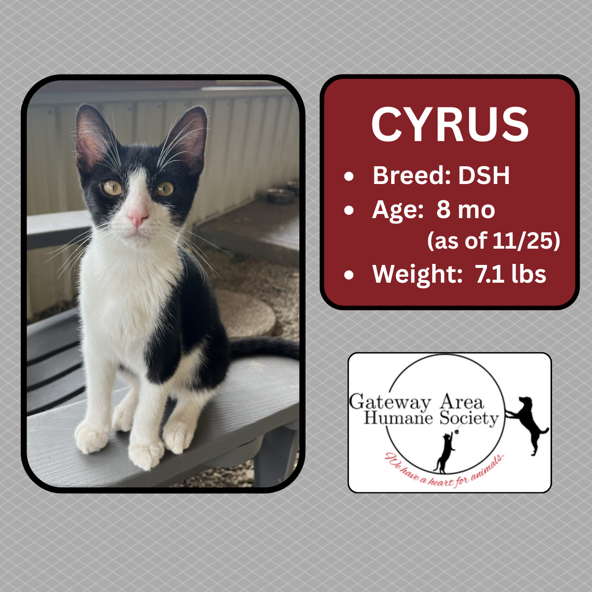 Cyrus-new.png