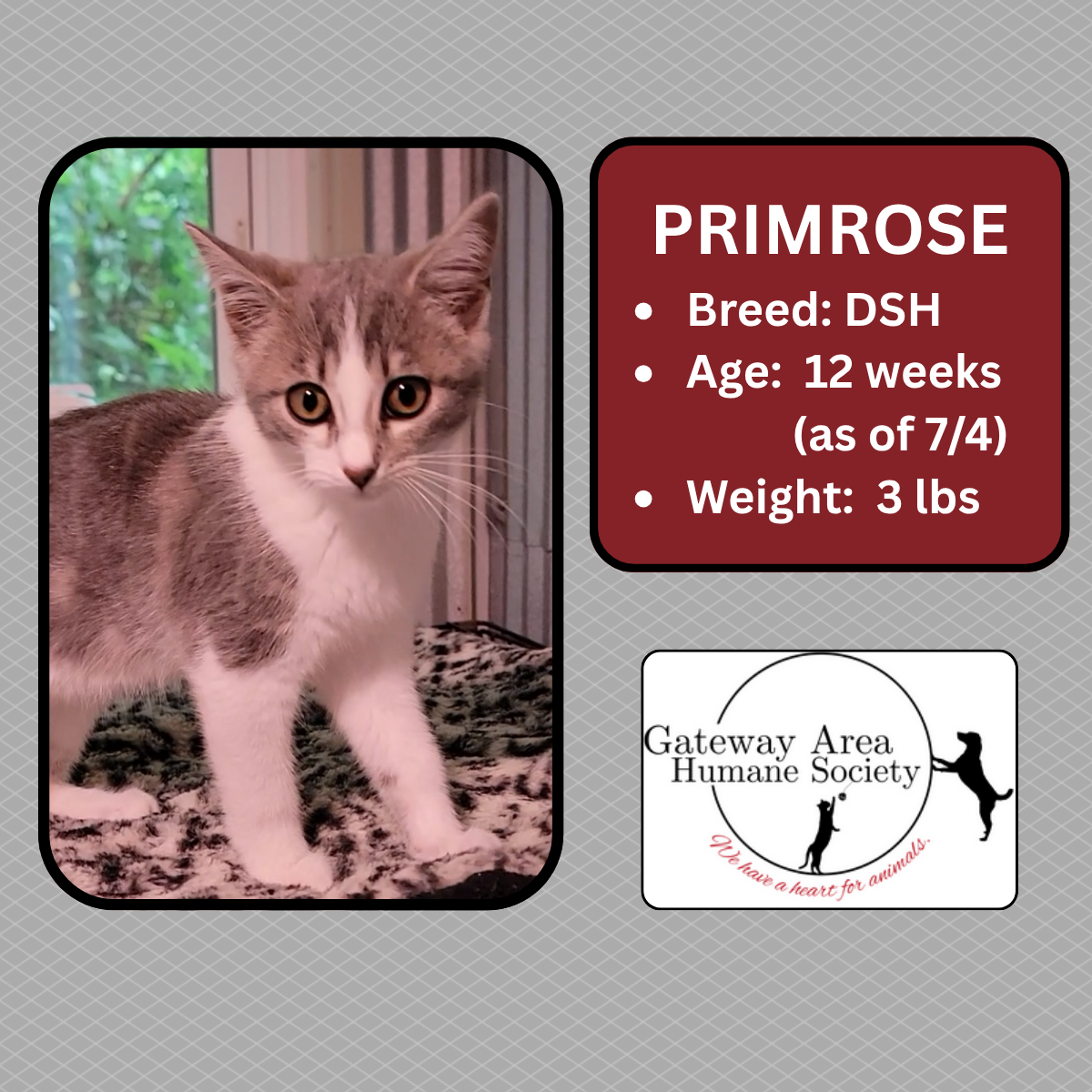 Primrose.png