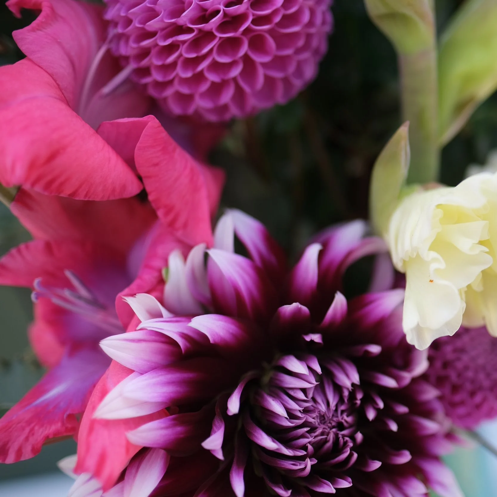 Close-up of a colorful bouquet of flowers consisting of pink, purple, and white blooms.