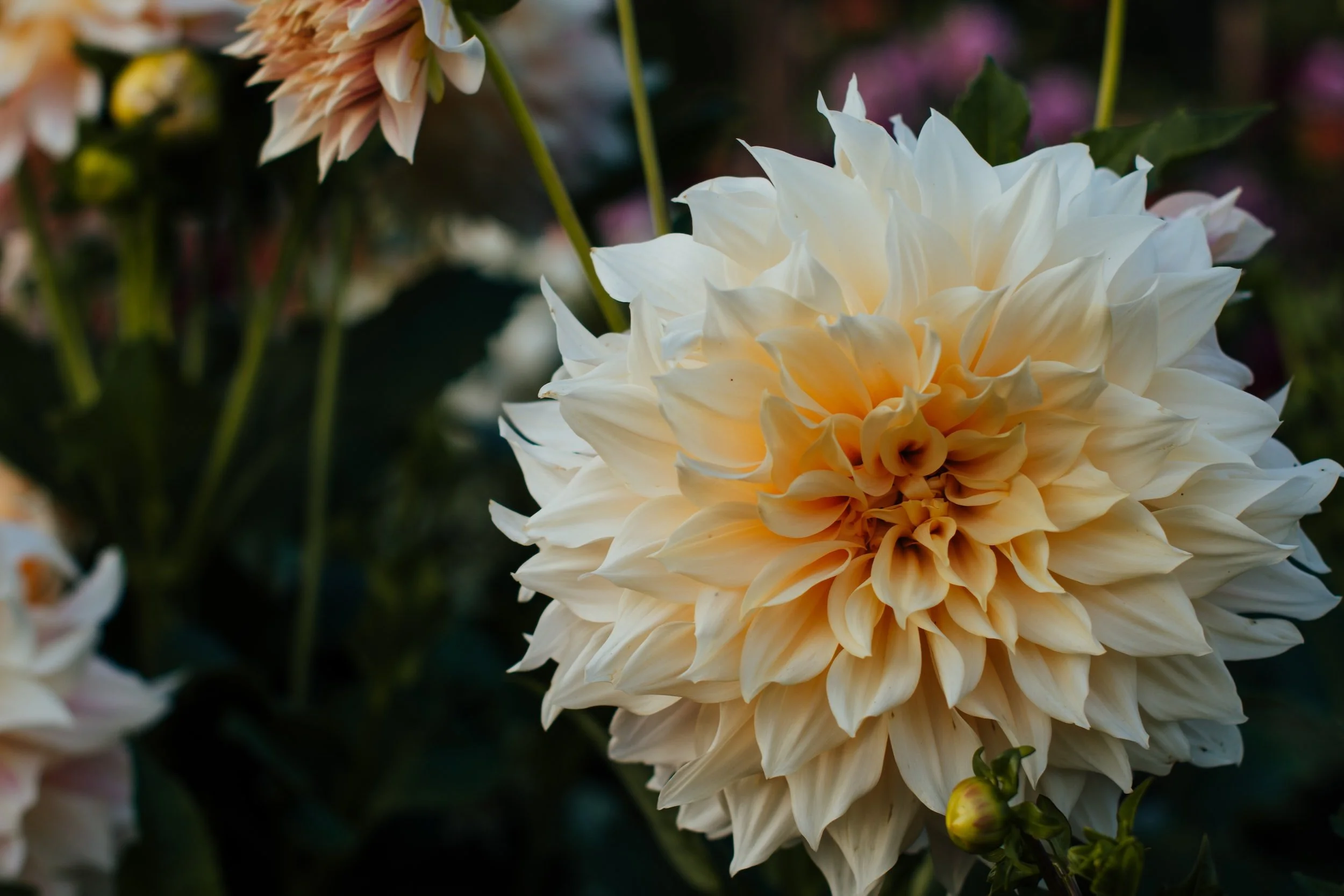 A large, white Dahlia flower in full bloom with layered petals, surrounded by green leaves and some blurred flowers in the background.