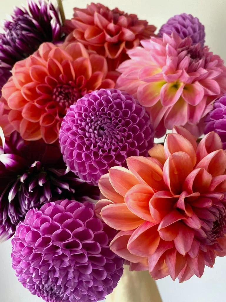 A bouquet of colorful dahlias in shades of purple, pink, orange, and red.