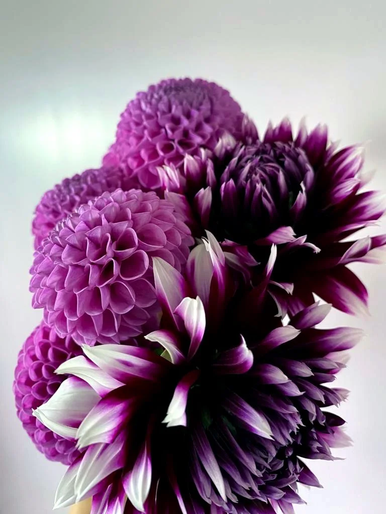 Close-up of pink and purple dahlias and chrysanthemums.
