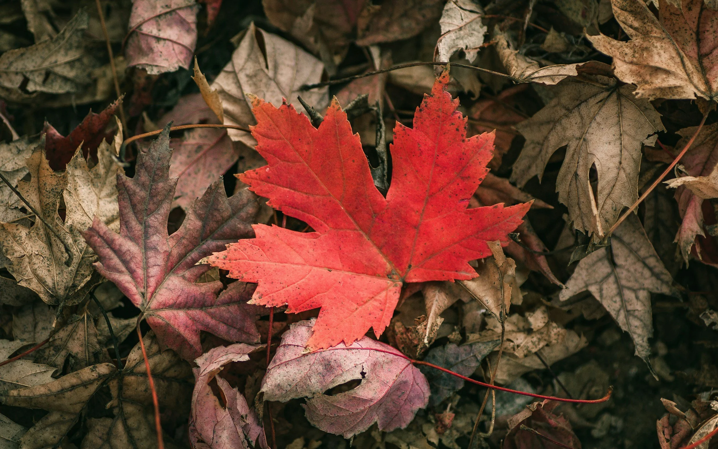 Red maple leaf resting among muted fallen leaves on the ground