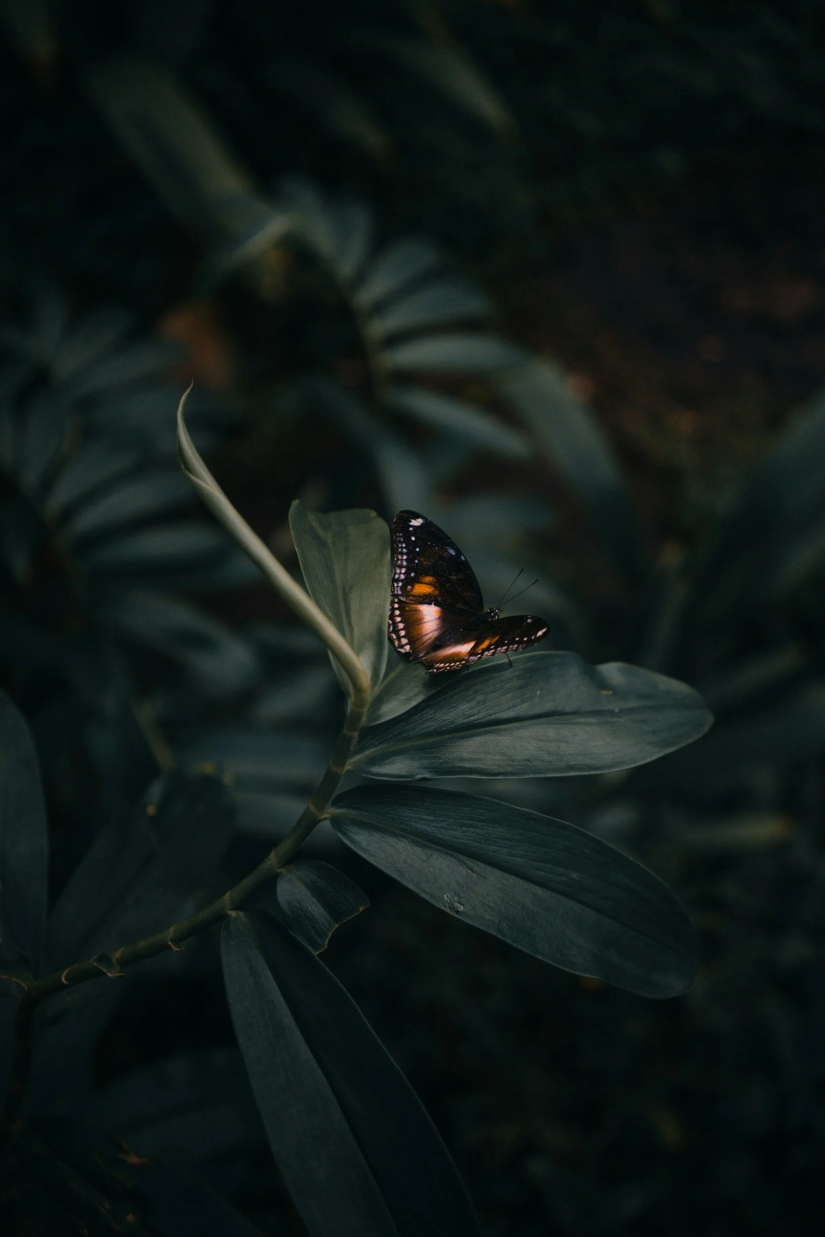 Butterfly resting on a dark green leaf in soft natural light