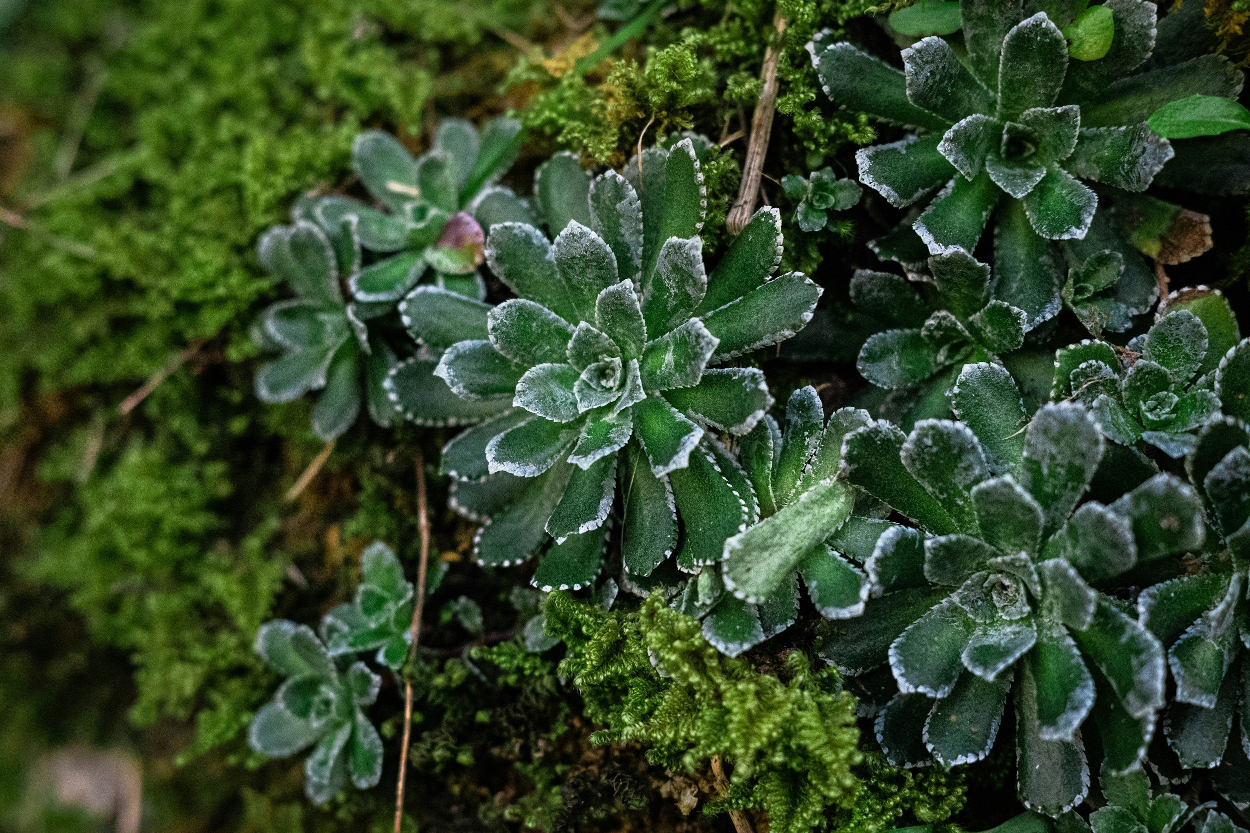 Frost-covered leaves growing close to the ground