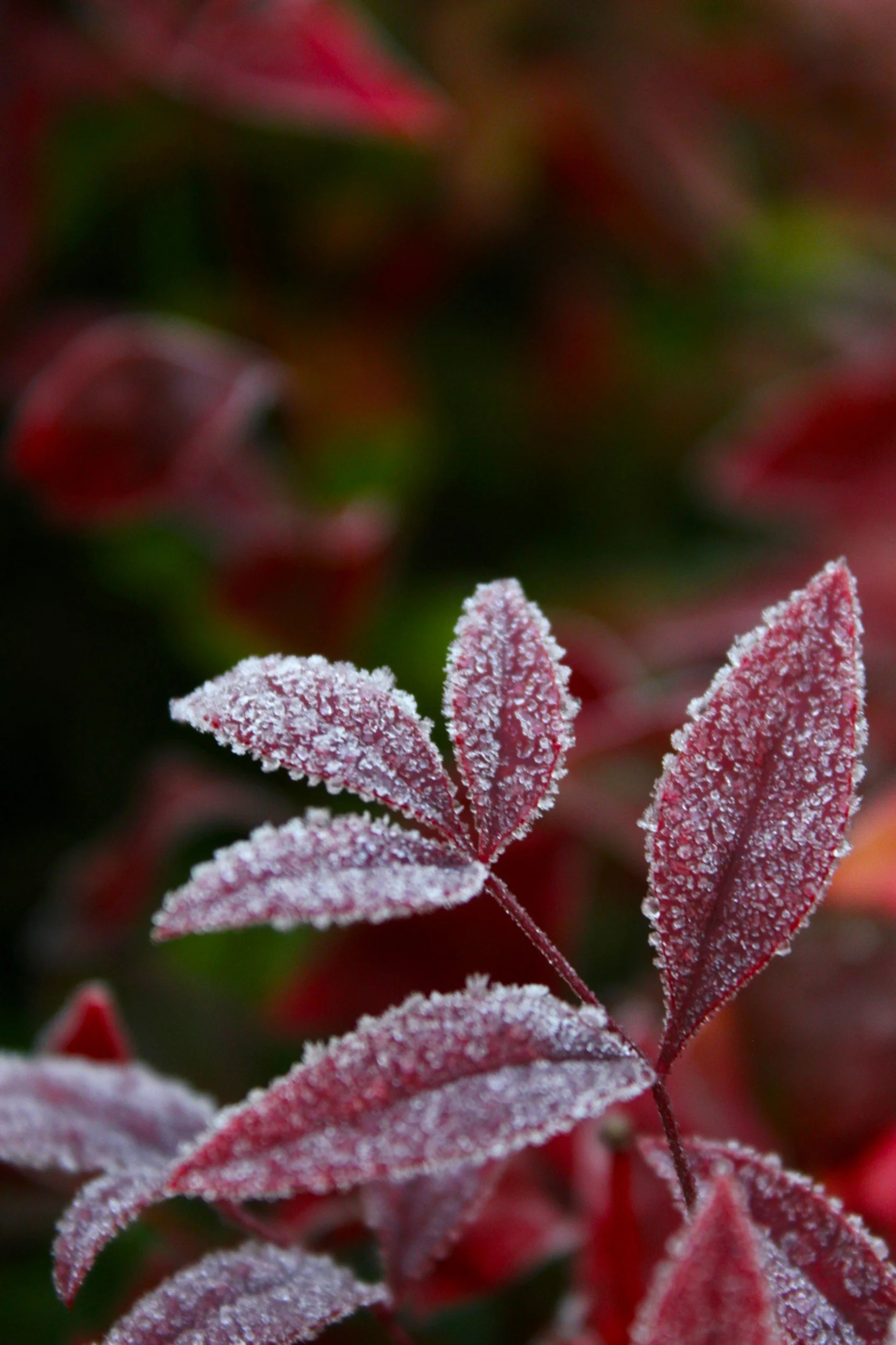Frost-covered red leaves against a softly blurred background