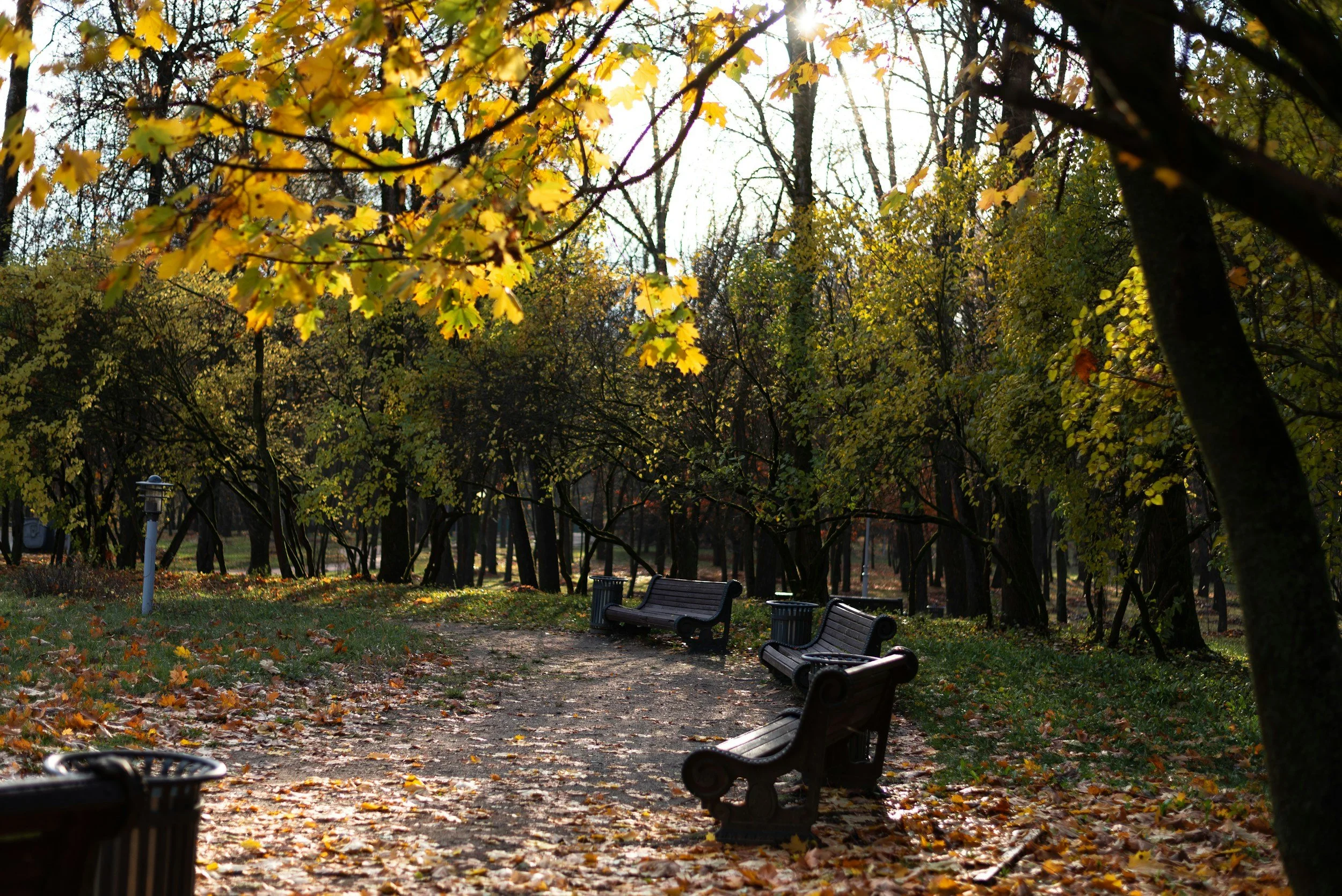 Park path with empty benches surrounded by autumn trees