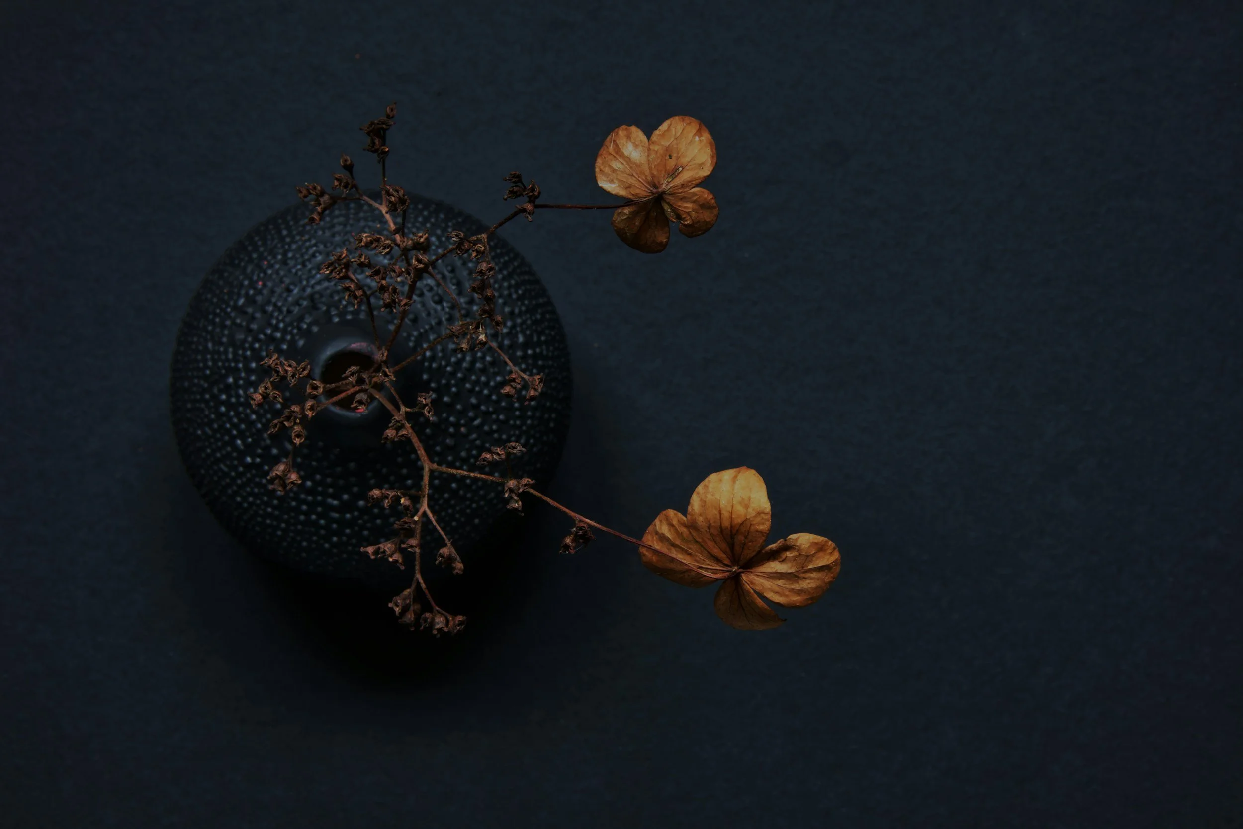 Dark ceramic vase with dried flowers arranged on a deep blue surface