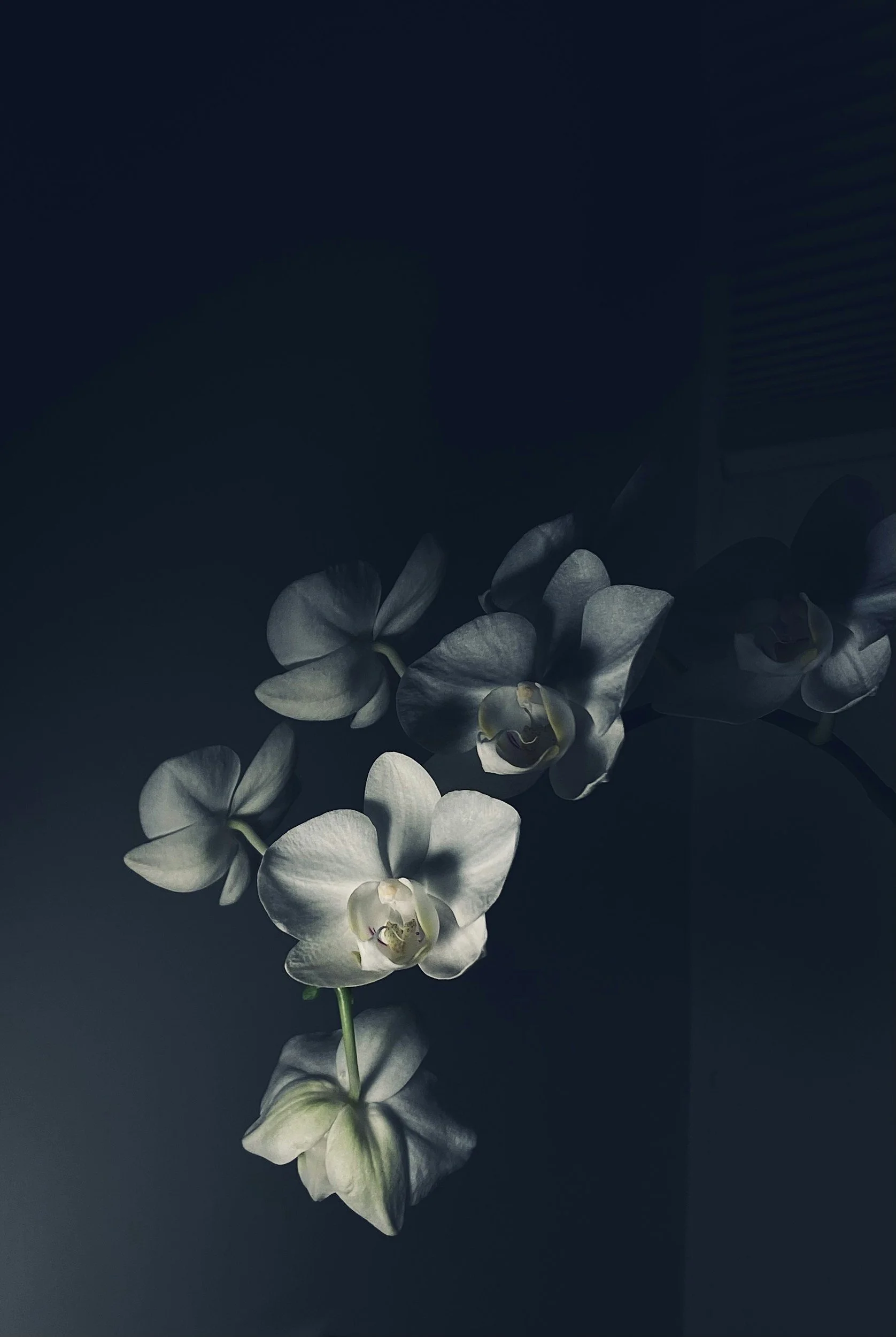 White flowers emerging from darkness against a deep blue background