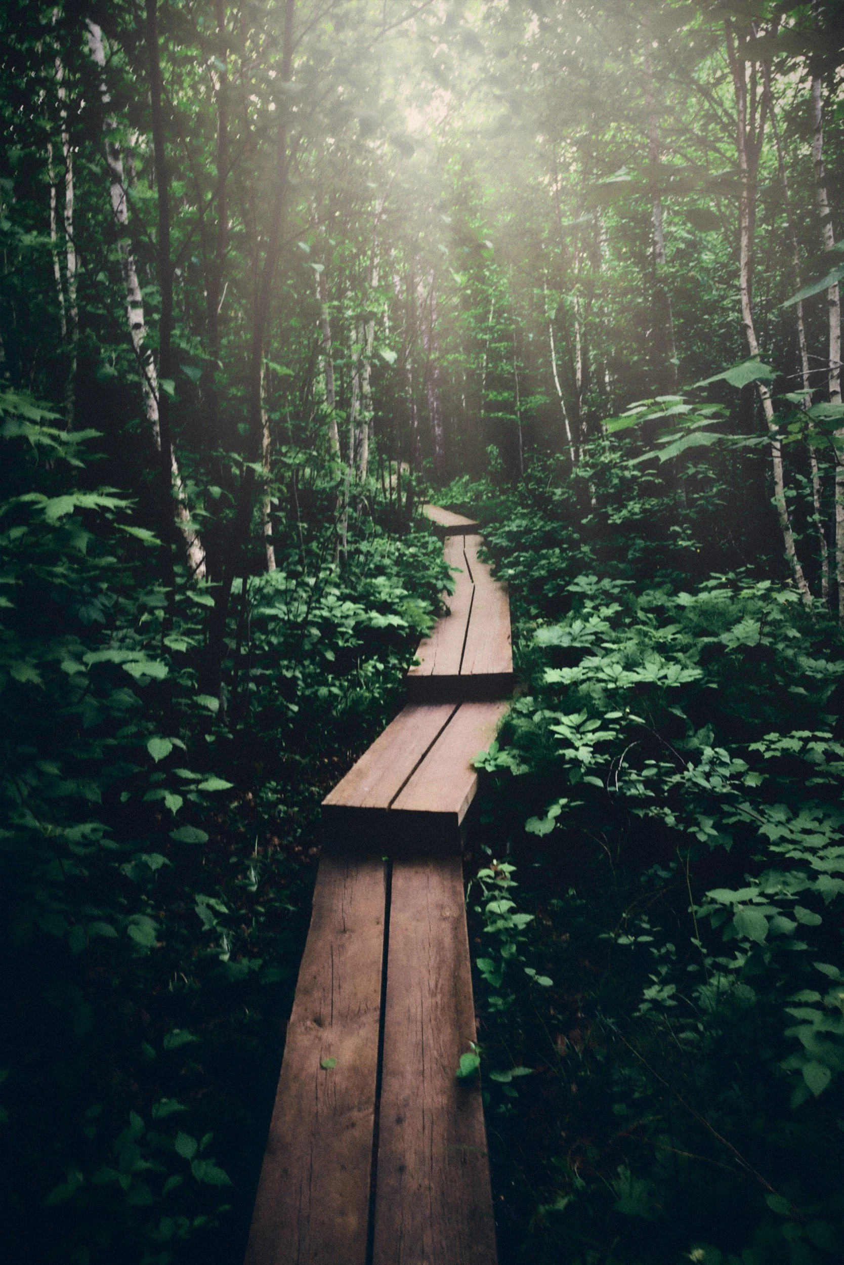 Narrow wooden boardwalk winding through a green forest