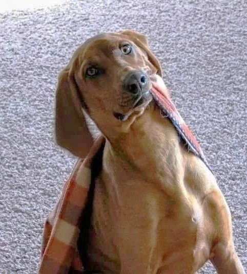 Brown dog sitting indoors with a gentle, attentive expression