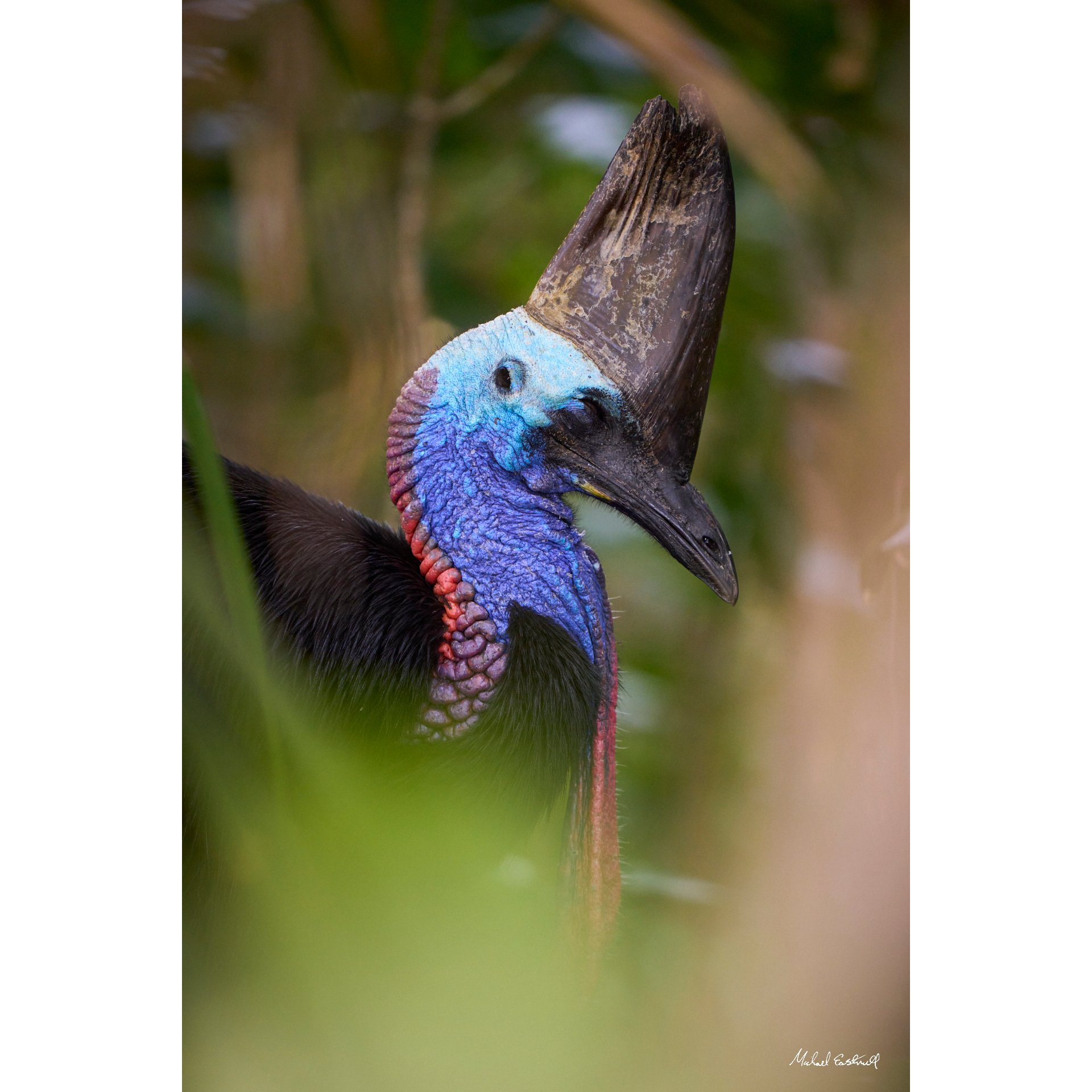 Cassowary.jpg