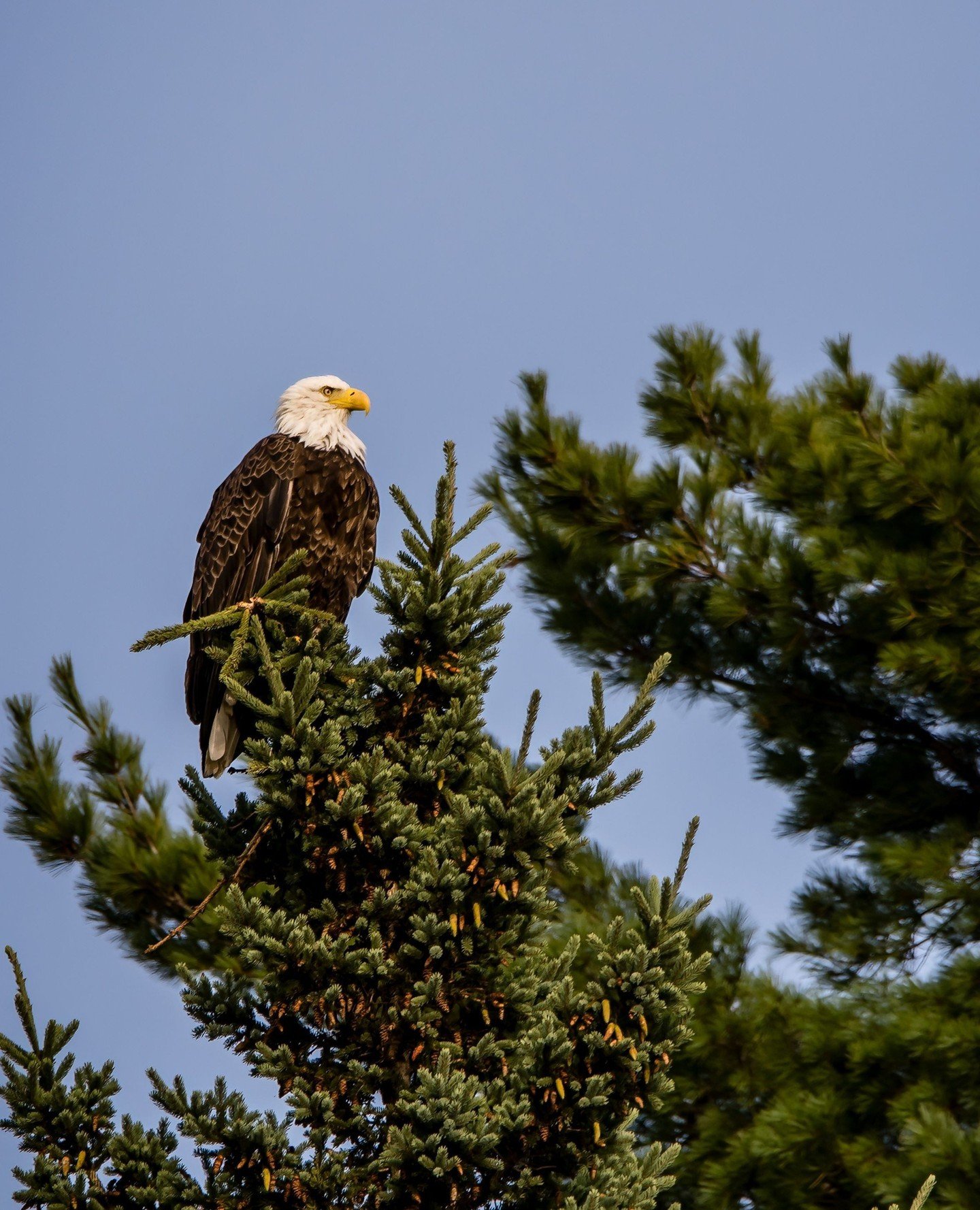 An eagle sitting at our neighbors watching for his chance to grab a fish.