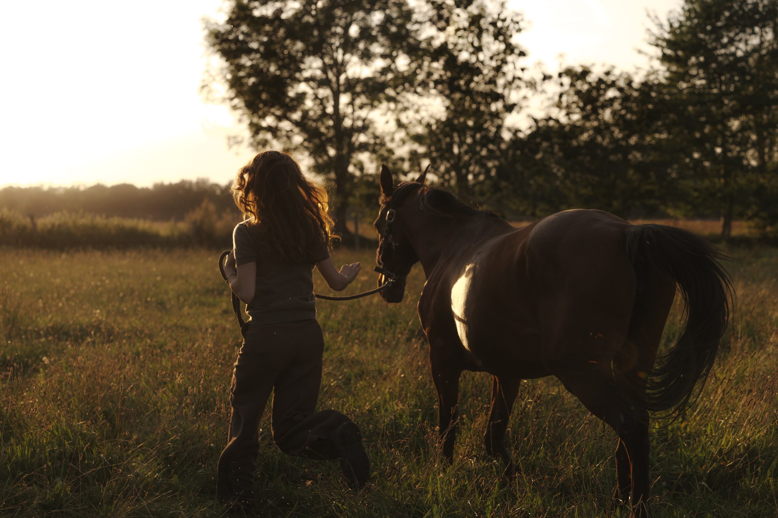Junge Frau mit braunen Haaren hält ein braunes Pferd mit weißem Fleck am Körper auf einer Wiese bei Sonnenuntergang, umgeben von Bäumen.