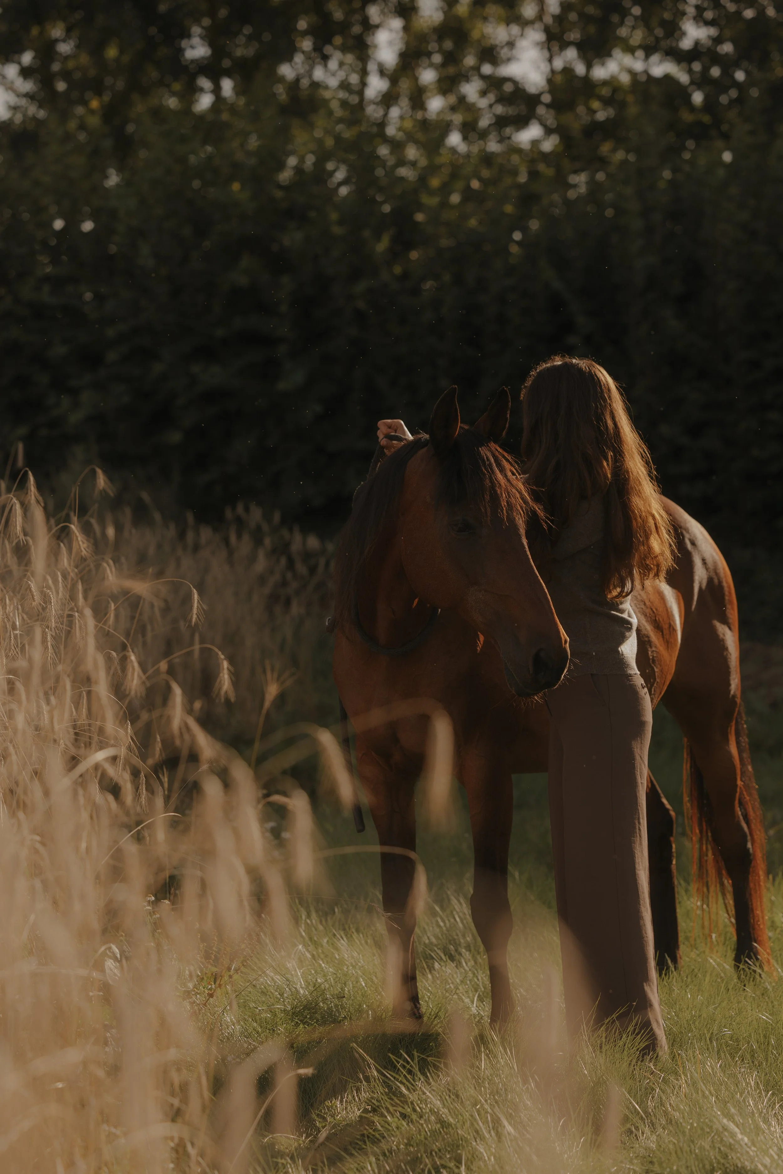 Frau umarmt braunen wallenden Pferd in einer goldenen Sonnenuntergangsszene im hohen Gras neben einem dunklen Wald.