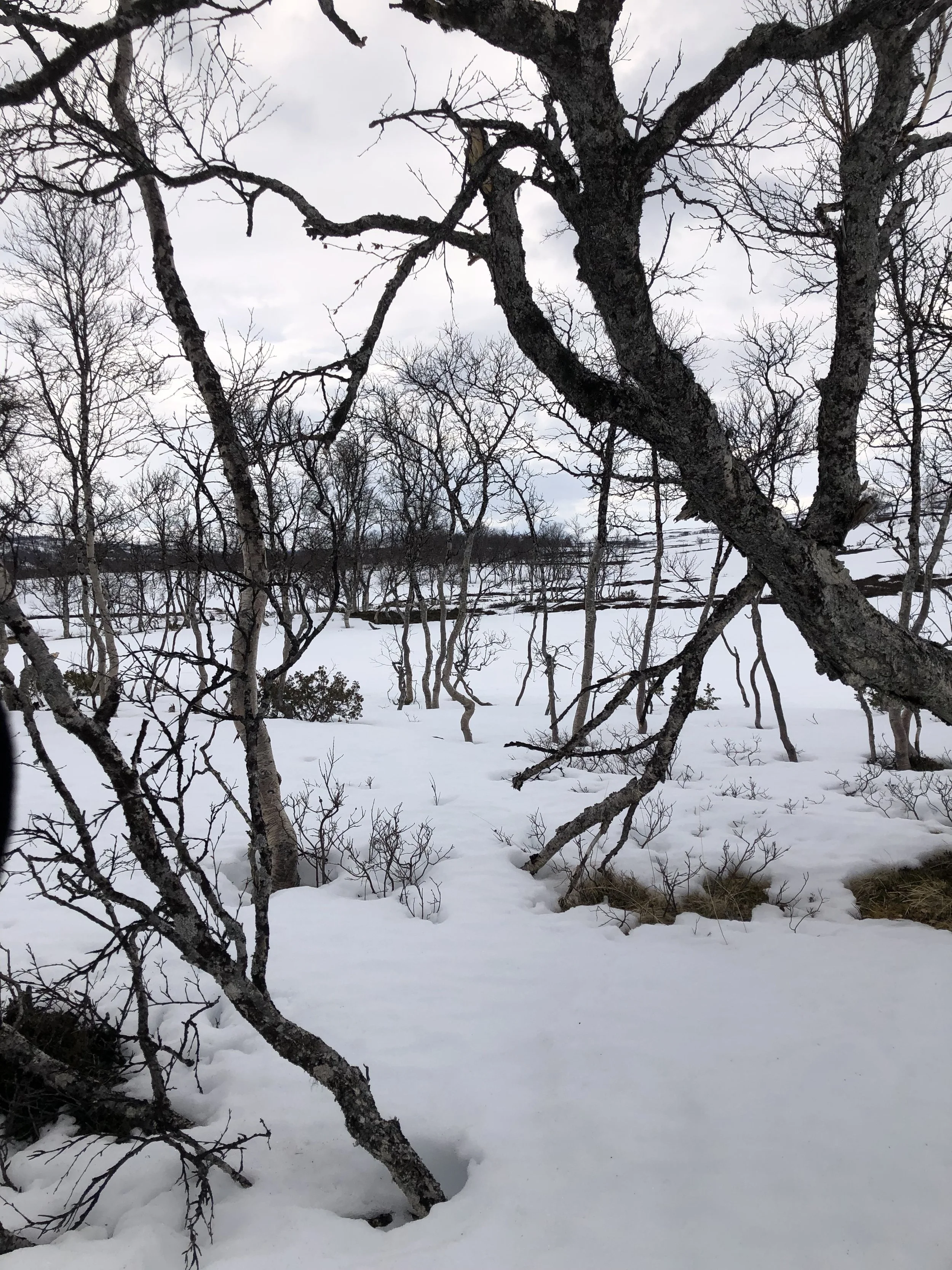IMG_0178.jpeg