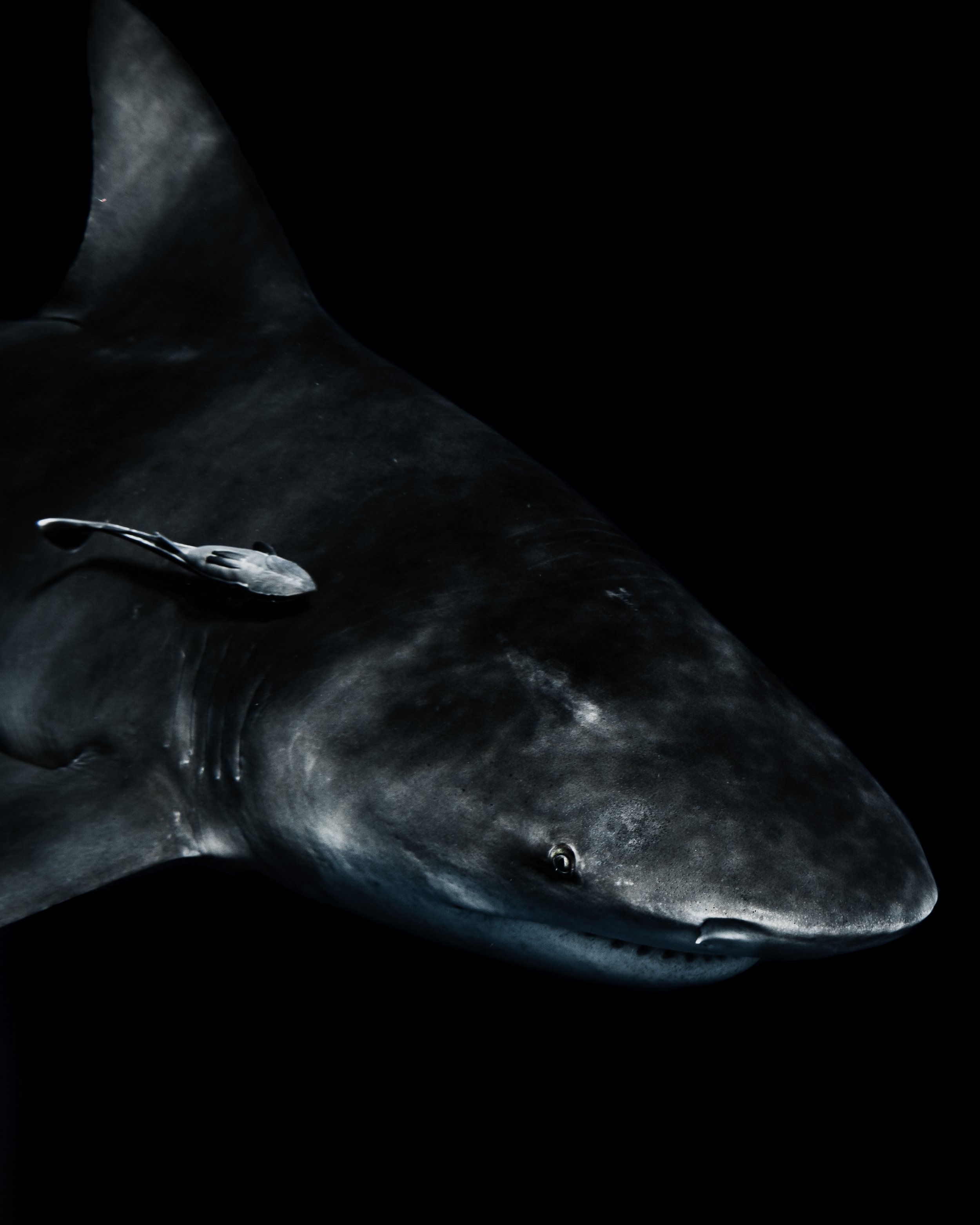 Close-up of a large, dark-colored shark with visible eye and smooth skin, set against a black background.