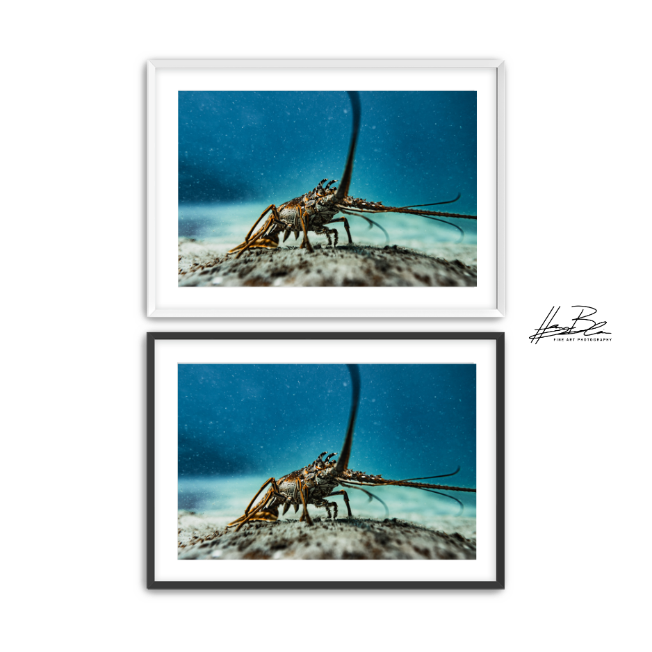 Untitled design (2).png