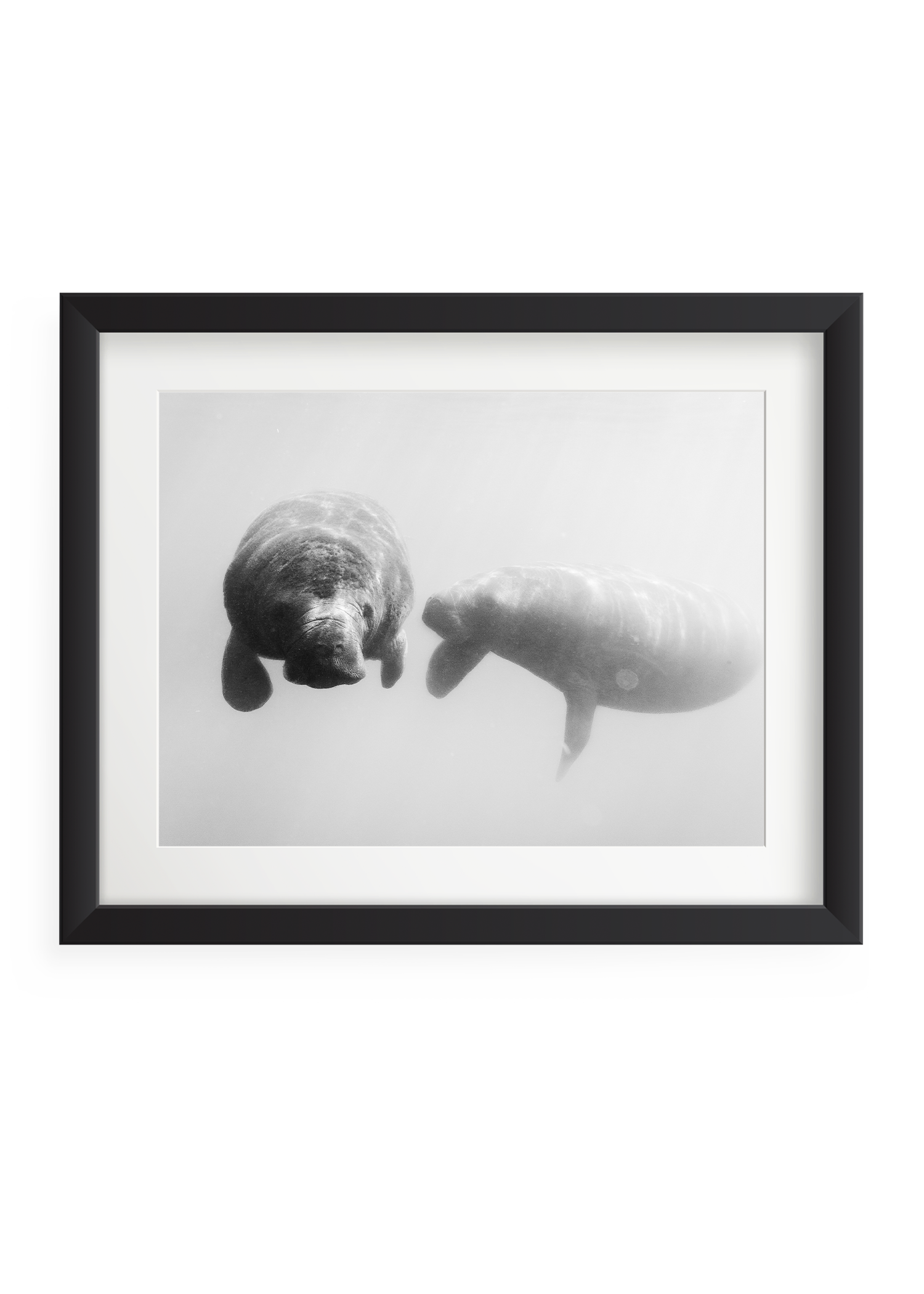 manatee_2.png