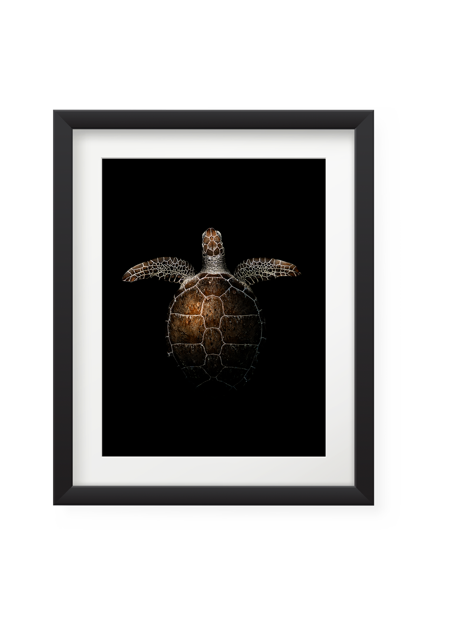 flyingturtle.png