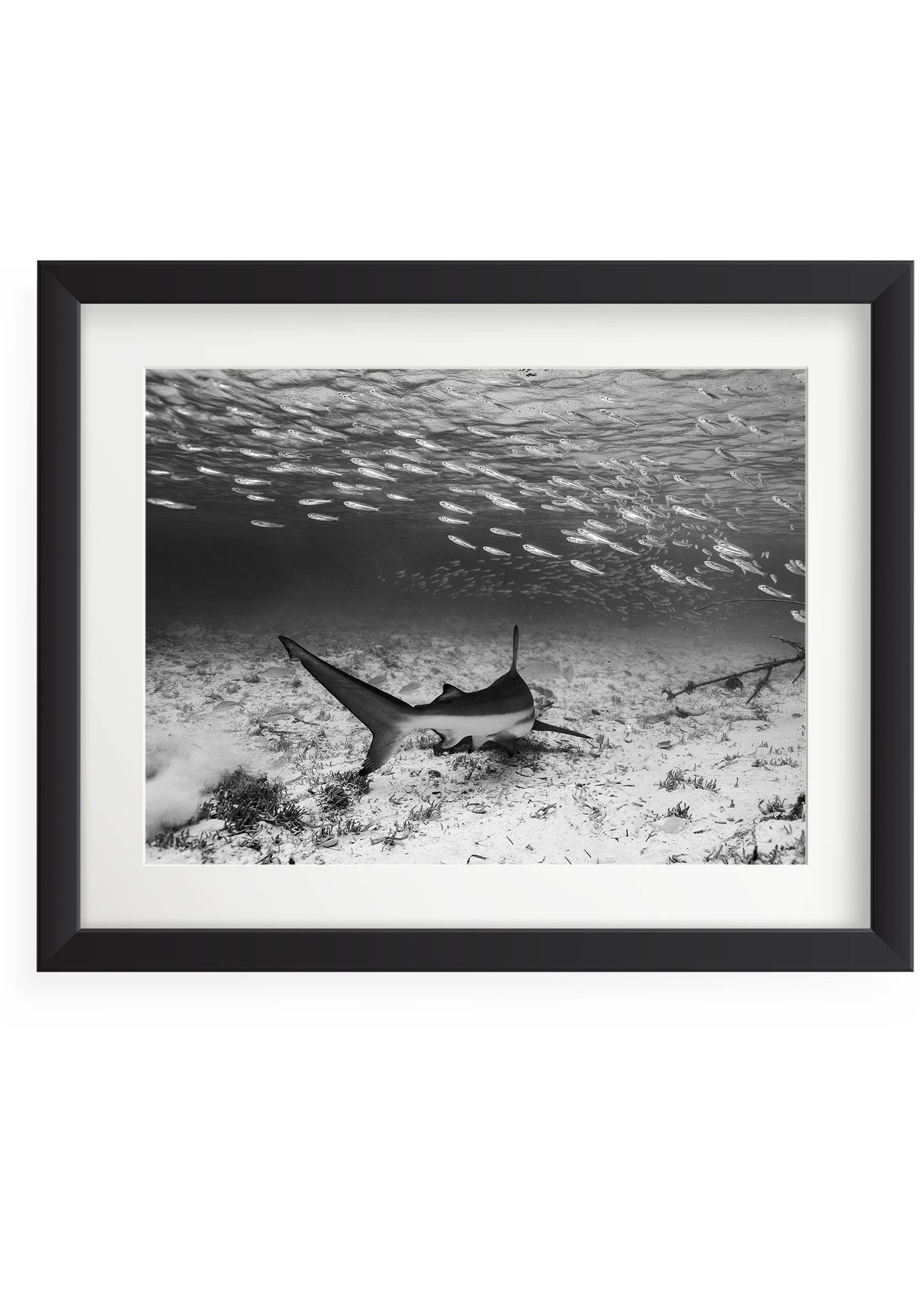 shallow abundance_print.png