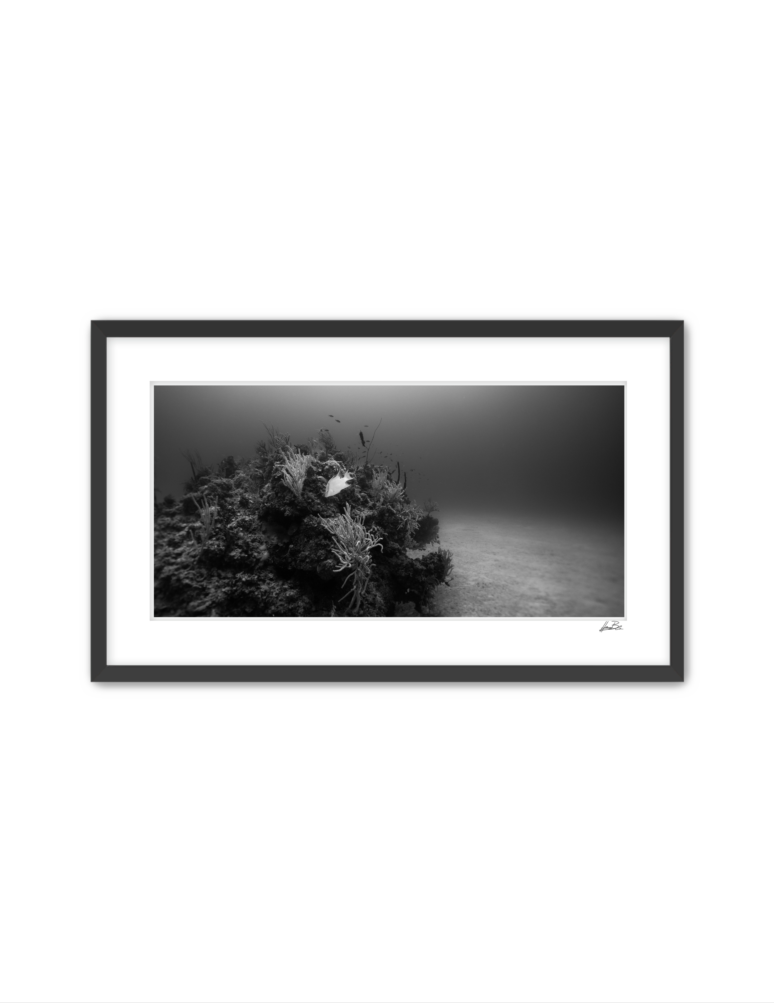 "Deep Reef"
