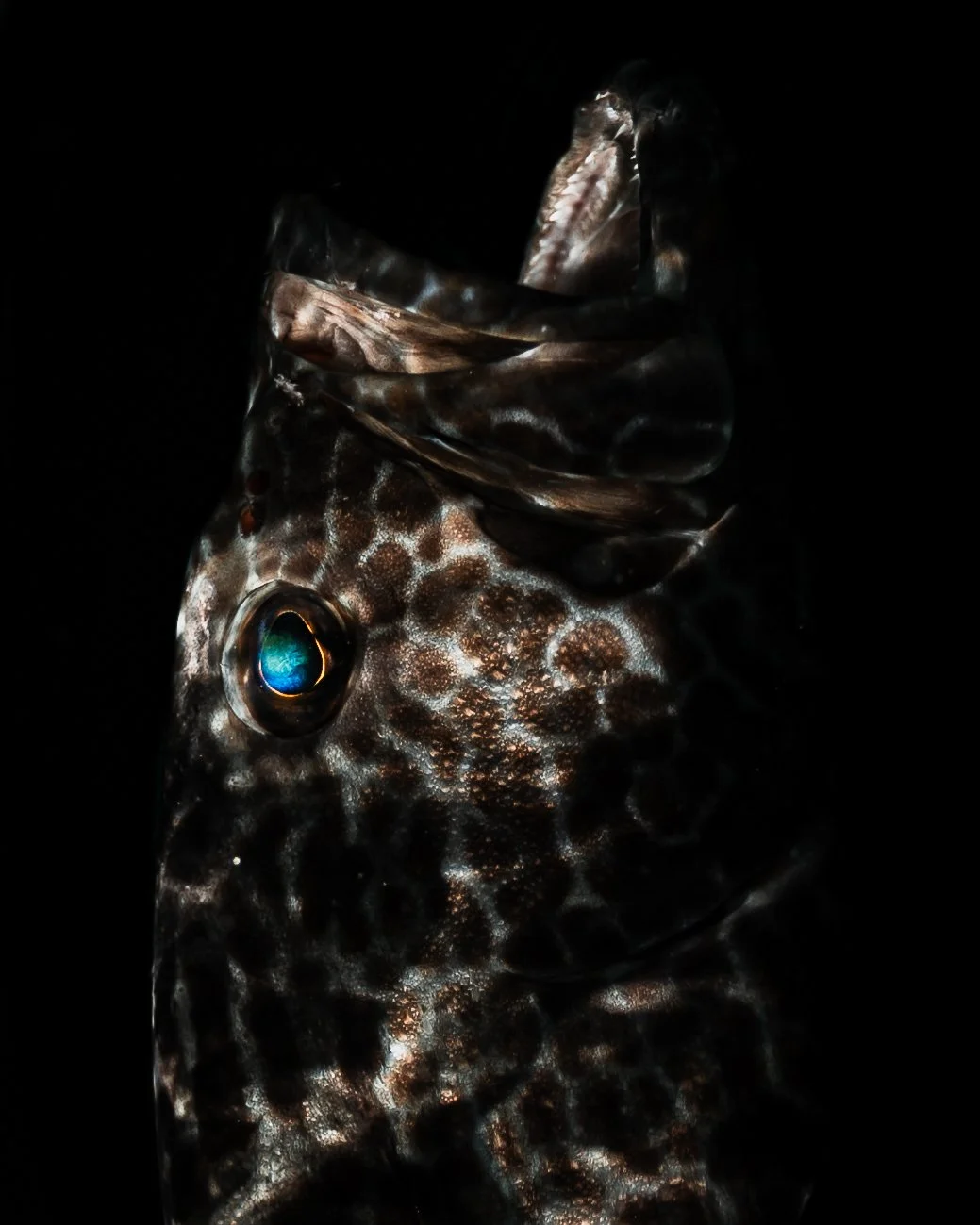 Close-up underwater photograph of a fish's head showing large eye and textured scales against a dark background.